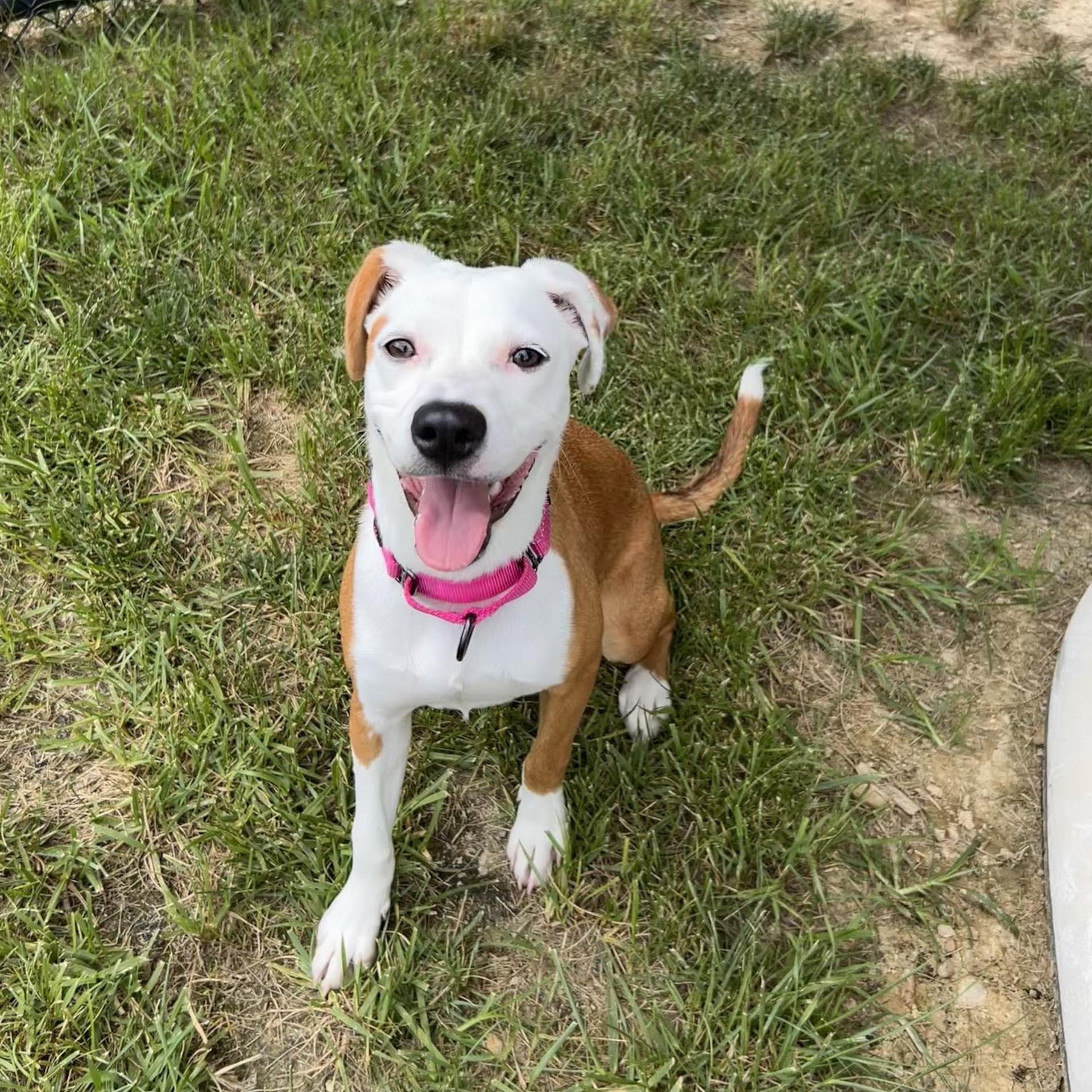 Topanga, an adopted mixed breed in Shepherdsville, KY image 5/6