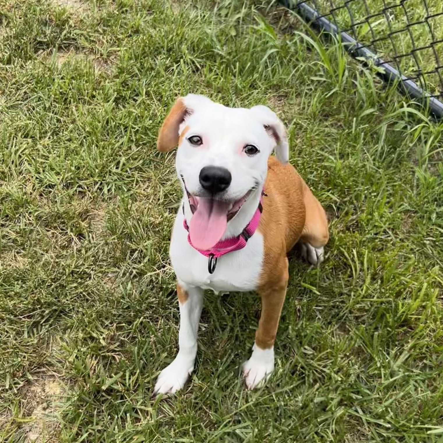 Topanga, an adopted mixed breed in Shepherdsville, KY image 6/6