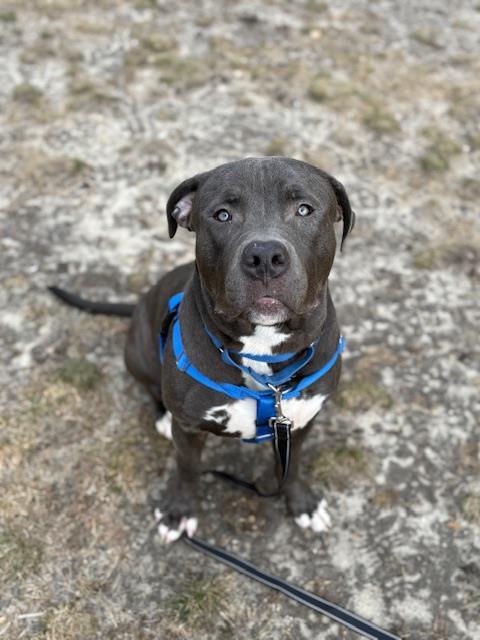 MOO DENG, Adoptable, Young Male Pit Bull Terrier.