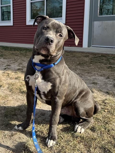 MOO DENG, Adoptable, Young Male Pit Bull Terrier.