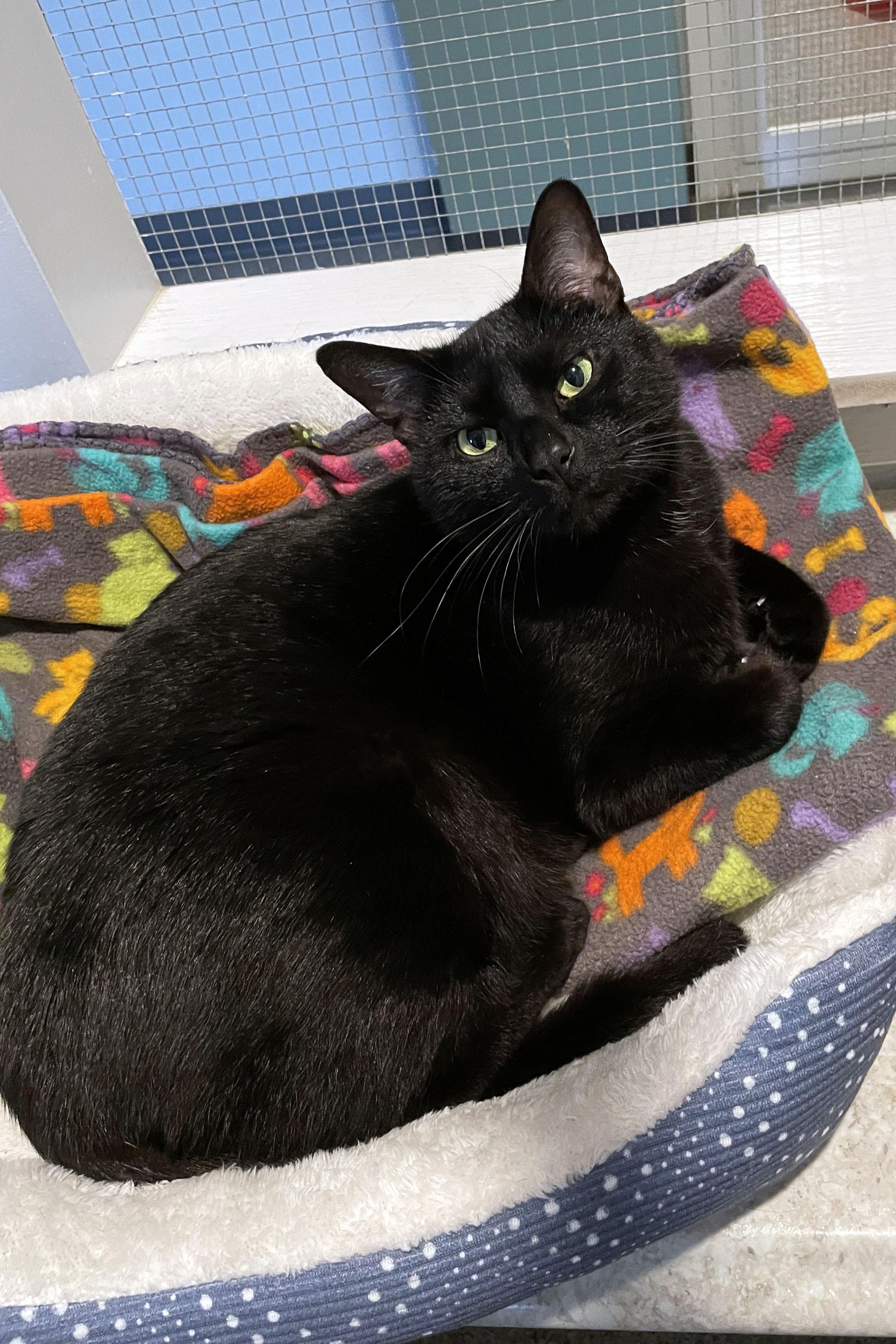 Onyx, adopted, Adult Female Domestic Short Hair.
