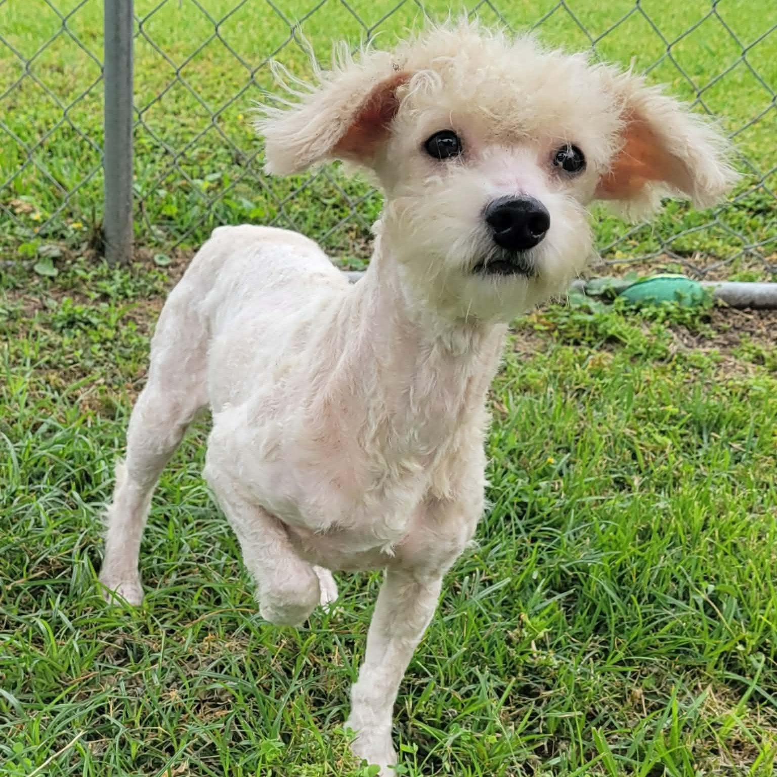 Enlarge Casper, a ADOPTABLE mixed breed in Tylertown, MS image 2/2