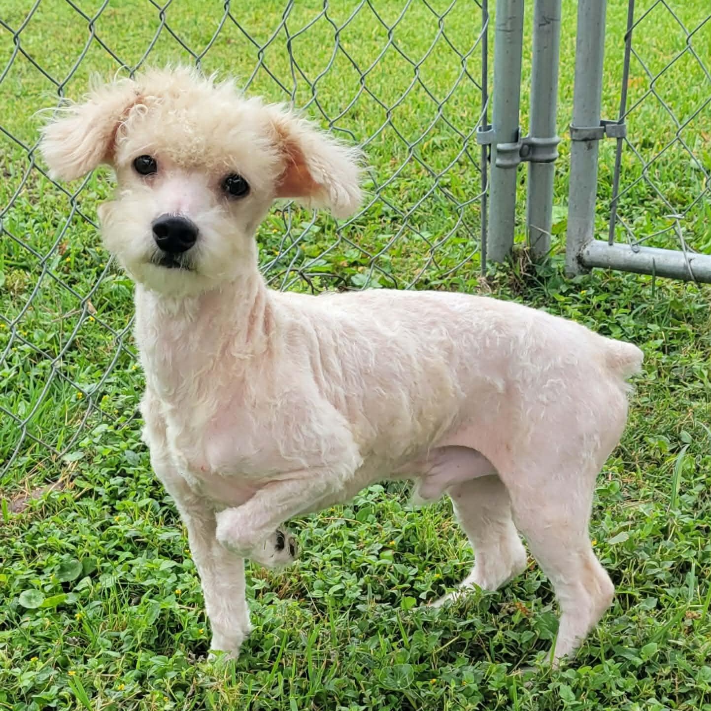 Enlarge Casper, a ADOPTABLE mixed breed in Tylertown, MS image 1/2