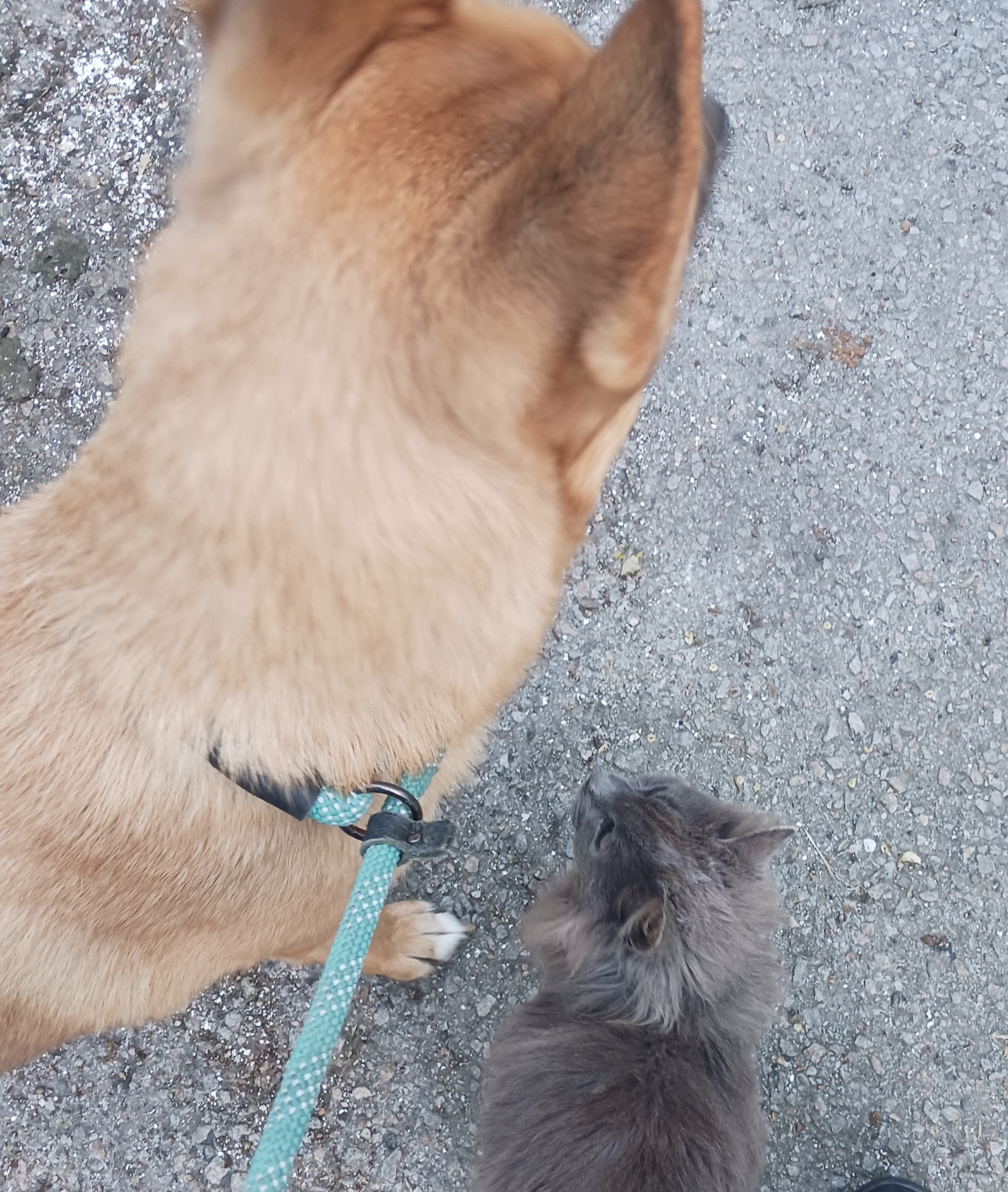 Enlarge Lily, a Adoptable German Shepherd Dog in Templeton , CA image 9/9