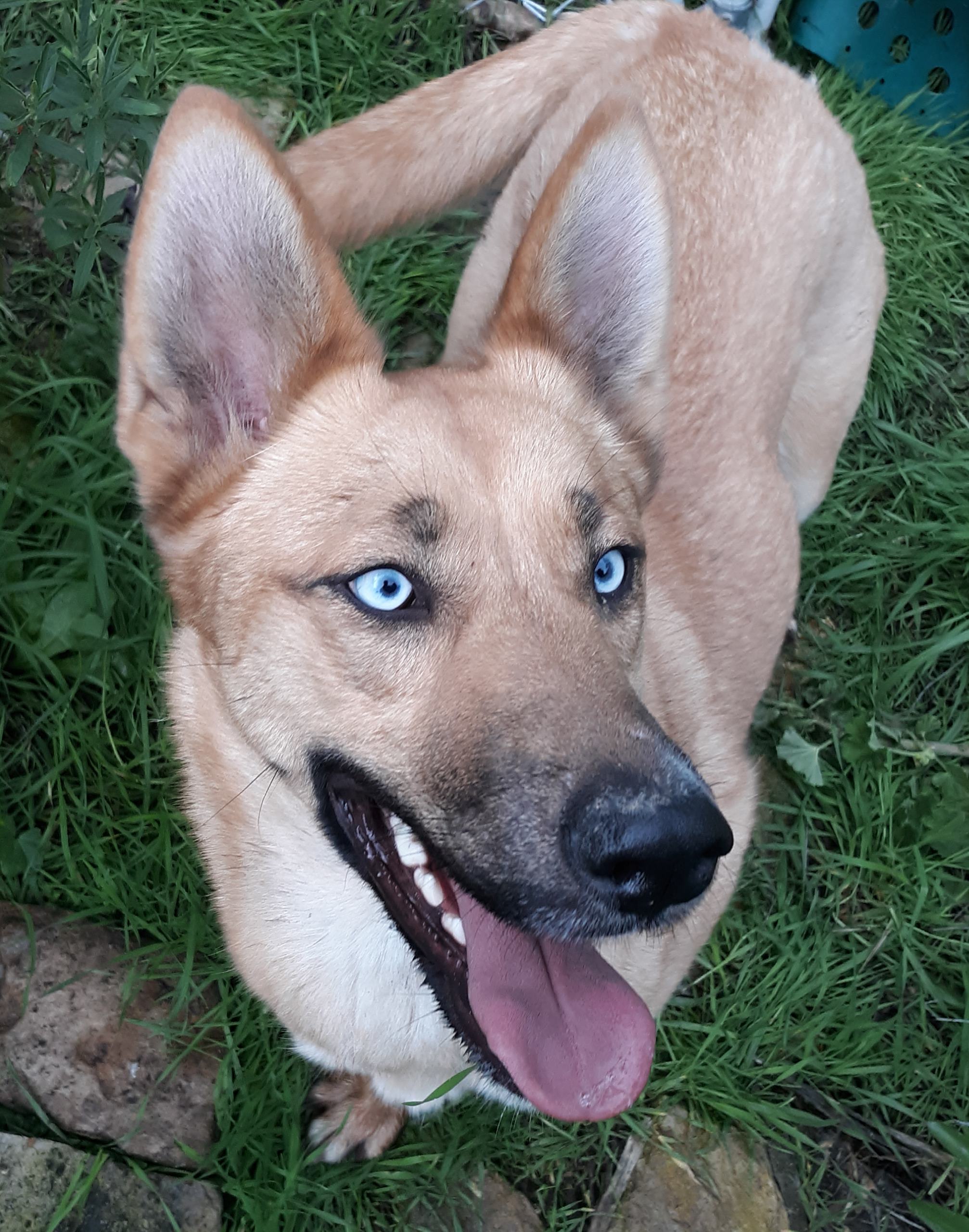 Enlarge Lily, a Adoptable German Shepherd Dog in Templeton , CA image 8/9