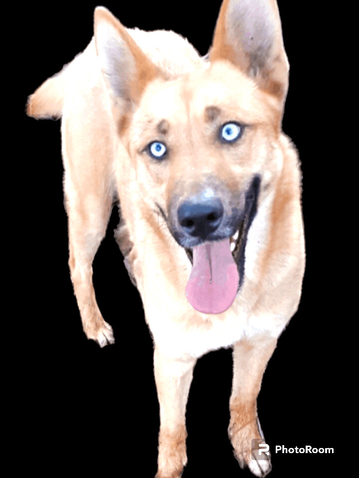 Enlarge Lily, a Adoptable German Shepherd Dog in Templeton , CA image 7/9