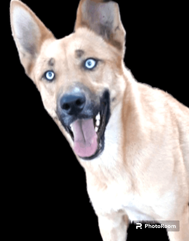 Lily, a Adoptable German Shepherd Dog in Templeton , CA image 1/9