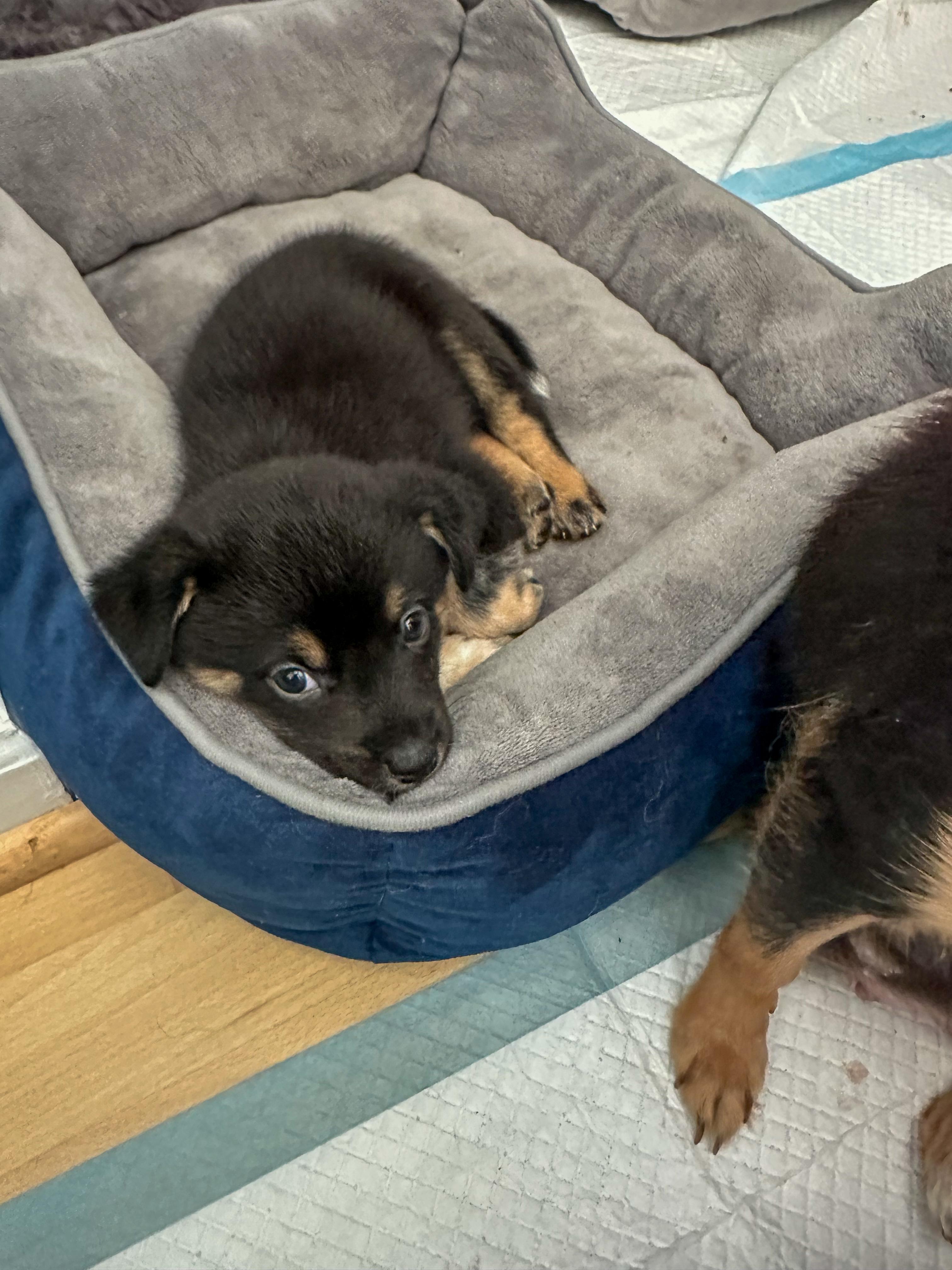 Duke, Adopted, Puppy Male Chihuahua.