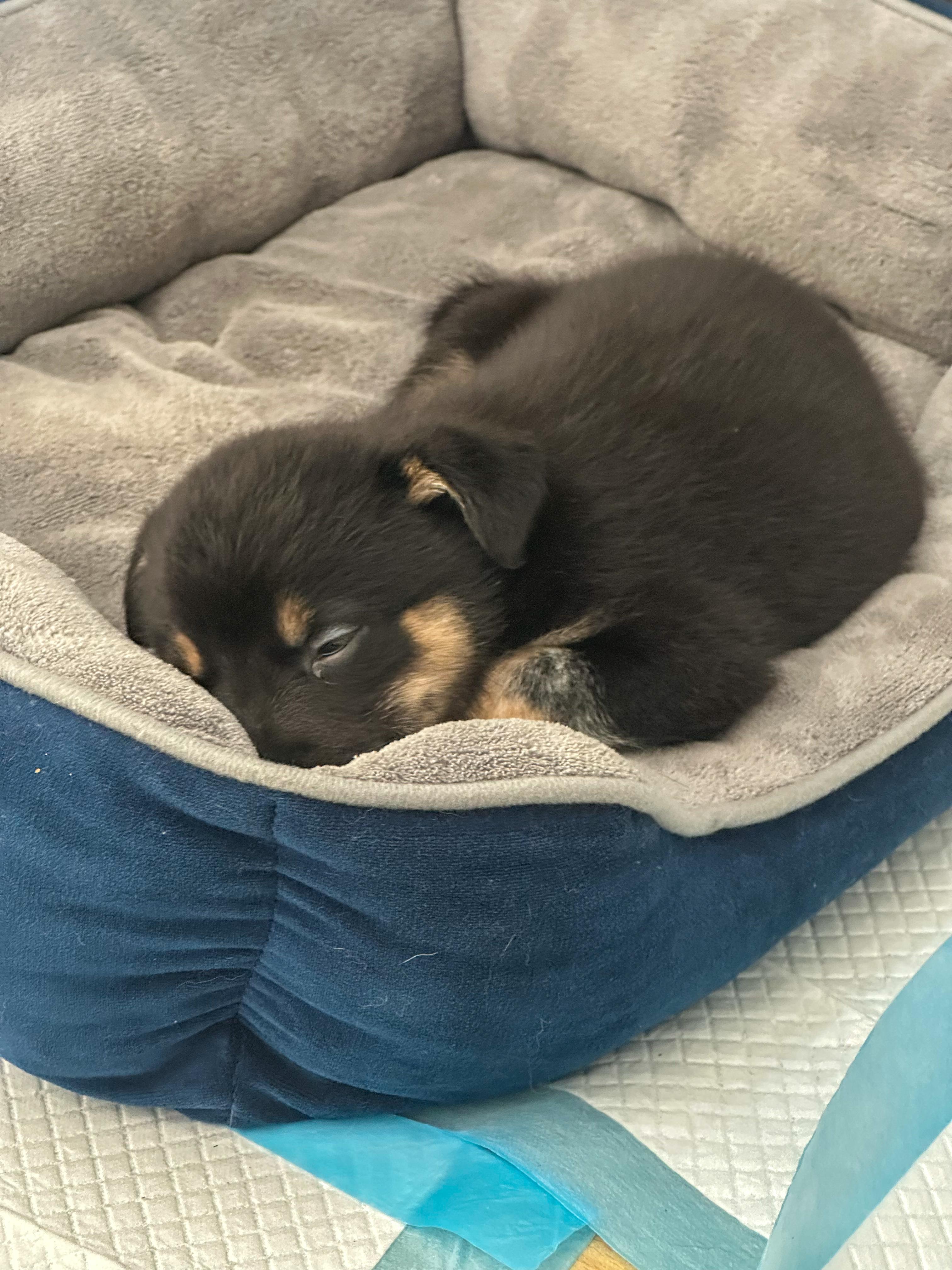 Duke, a Adopted mixed breed in Wilkesboro, NC image 4/5