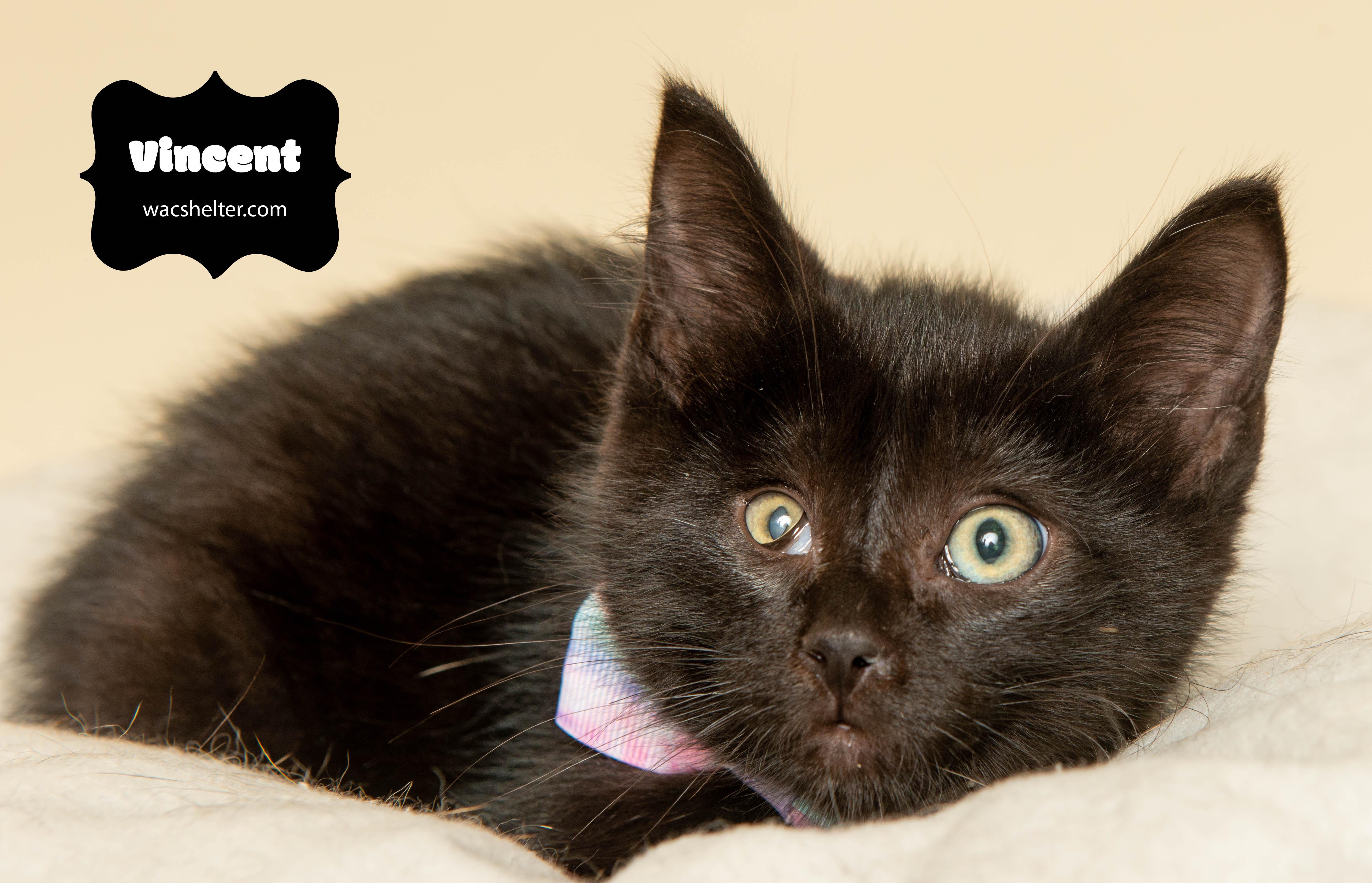 VINCENT (FELV Positive), a Adoptable Domestic Short Hair in Wyandotte, MI image 2/3