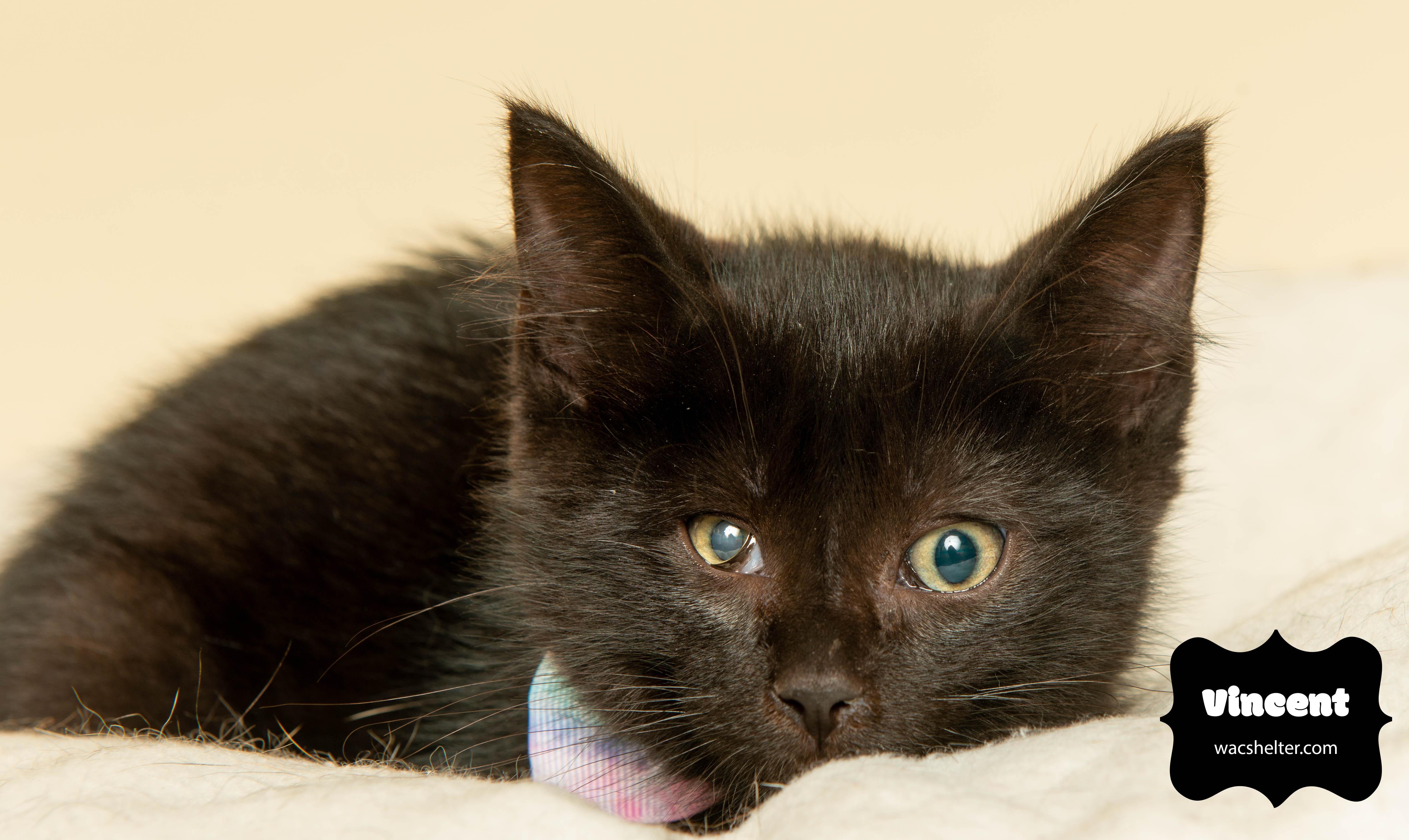 VINCENT (FELV Positive), a Adoptable Domestic Short Hair in Wyandotte, MI image 3/3