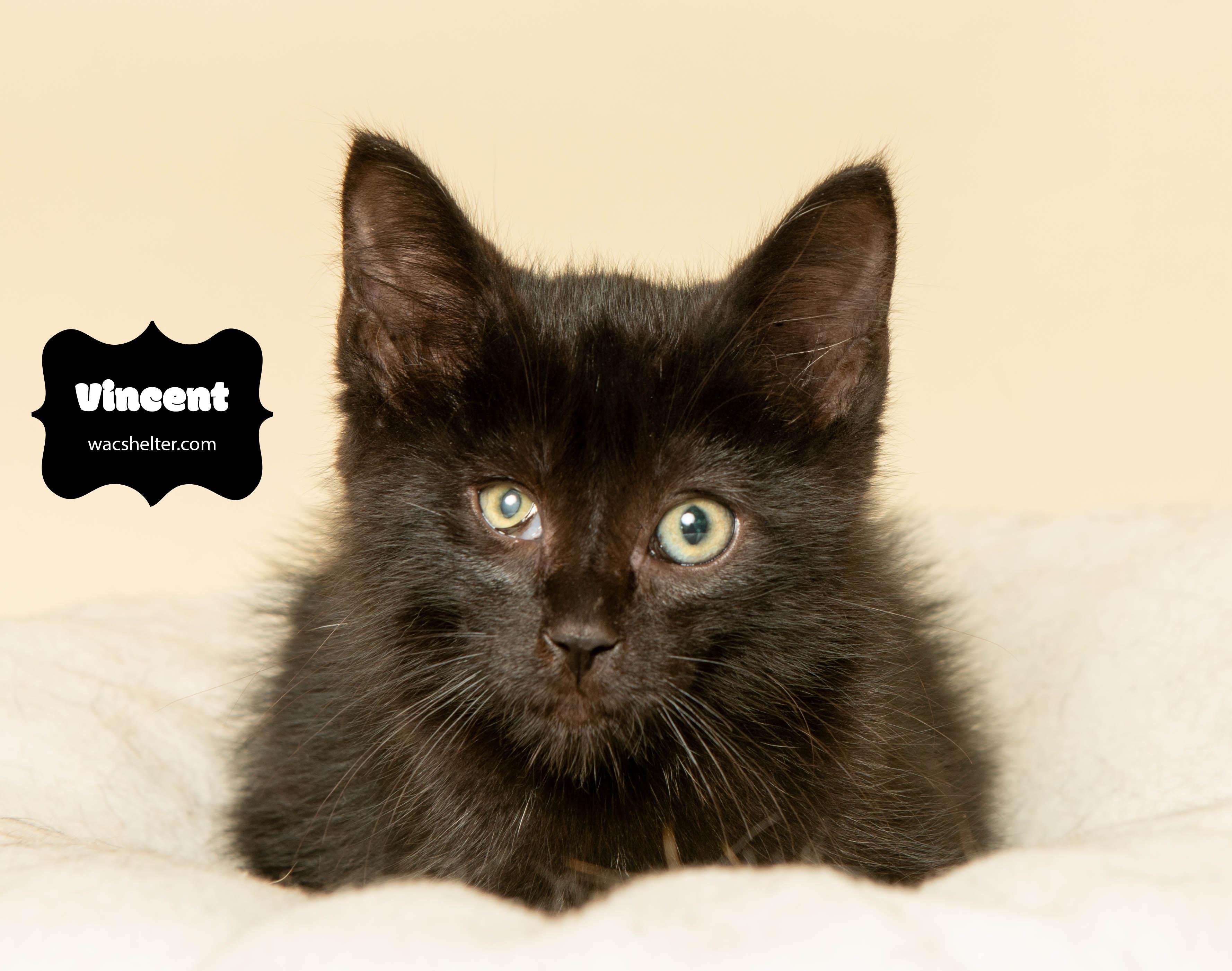 VINCENT (FELV Positive), Adoptable, Kitten Male Domestic Short Hair.