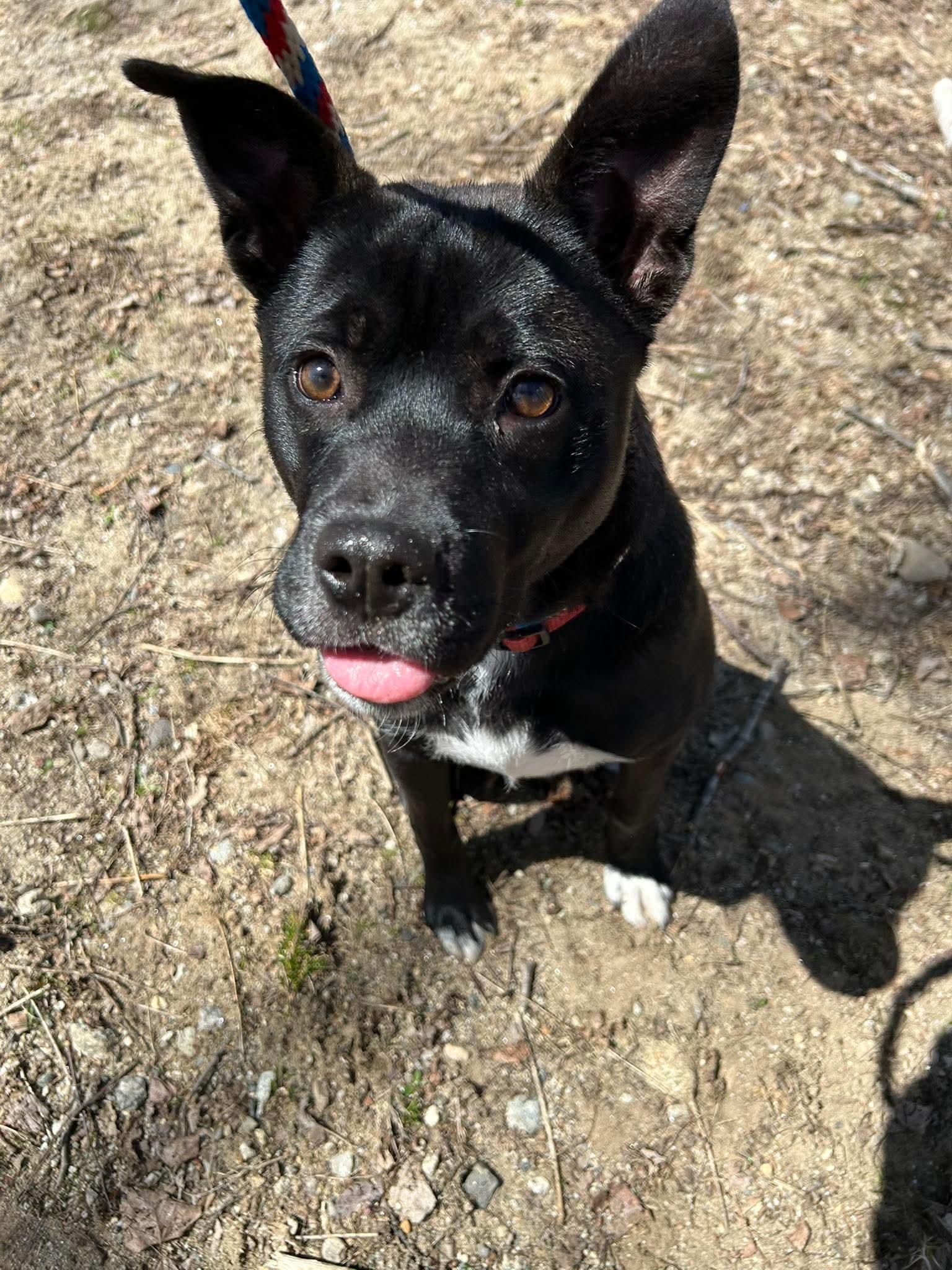 Max, a Adoptable mixed breed in Paris, ME image 6/6