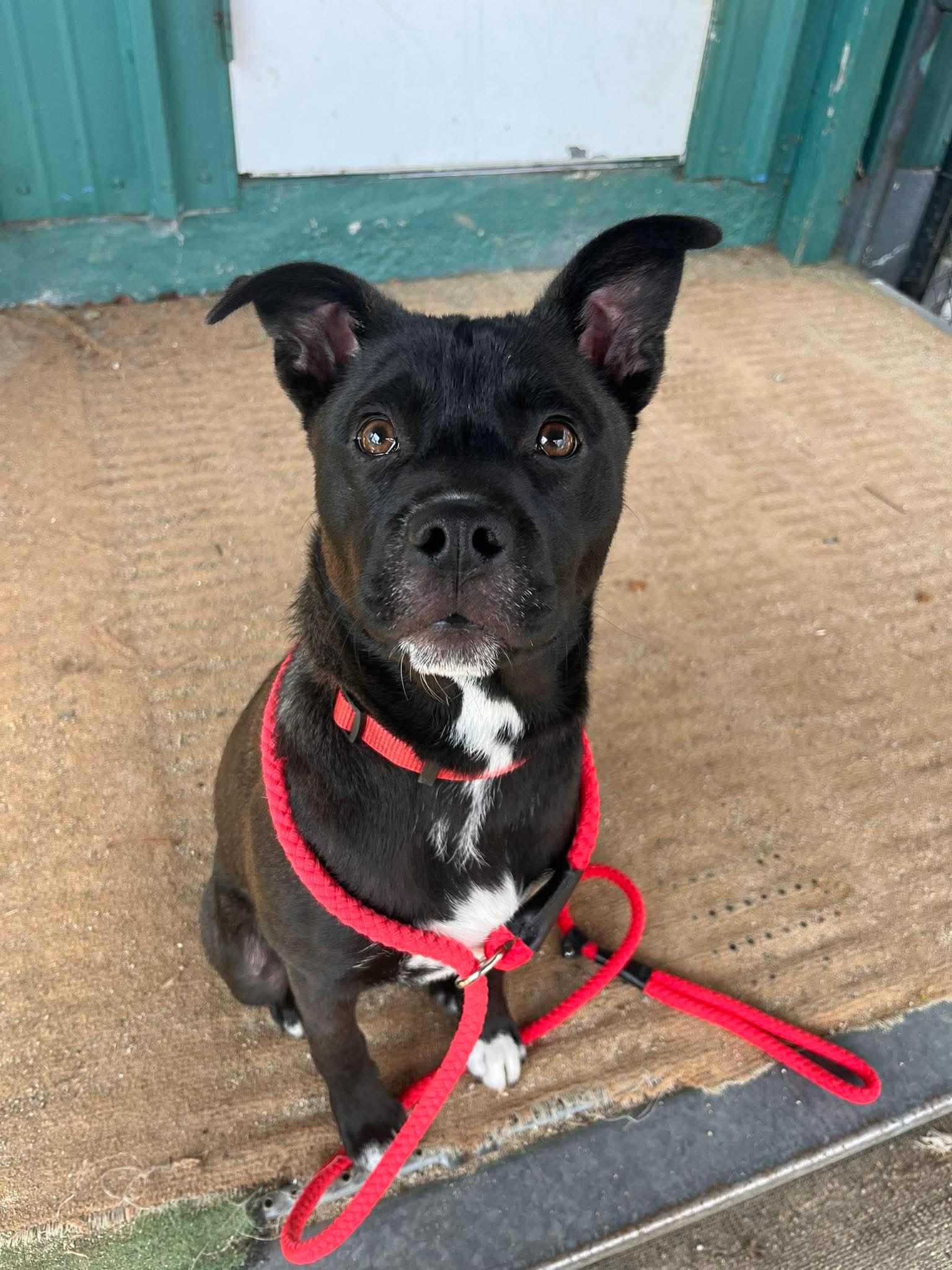 Max, Adoptable, Young Male Mixed Breed.