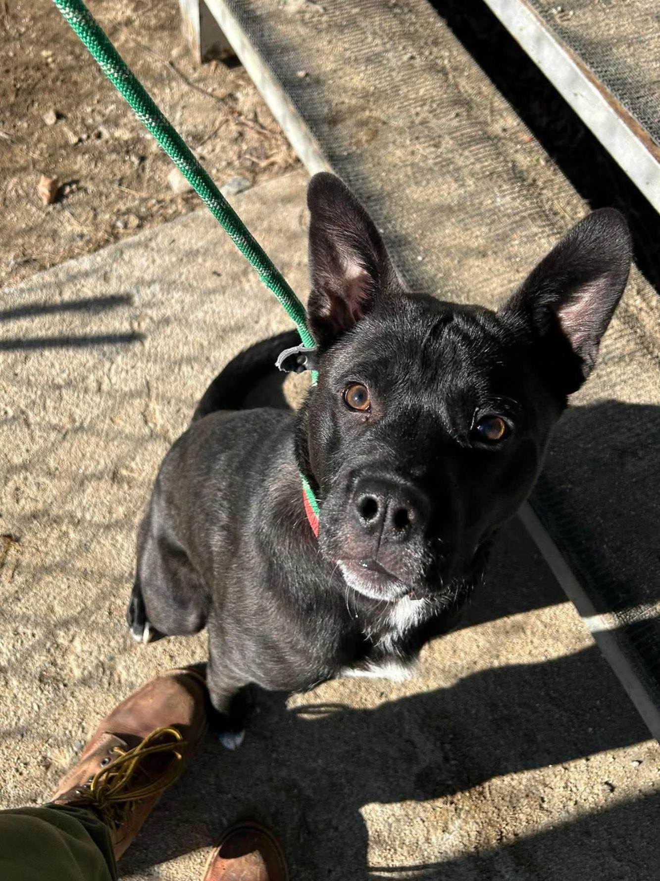 Max, a Adoptable mixed breed in Paris, ME image 3/6