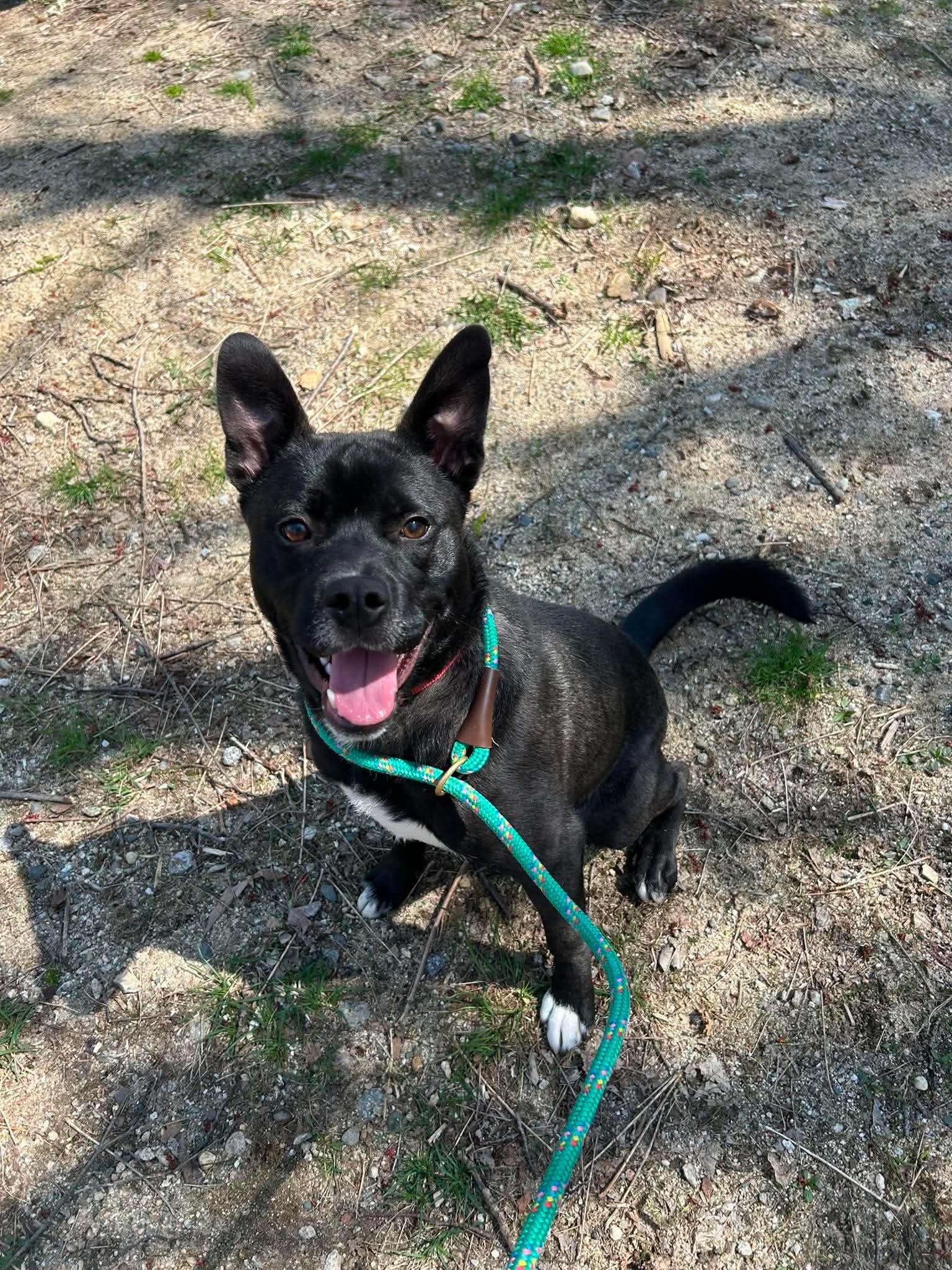 Max, a Adoptable mixed breed in Paris, ME image 2/6