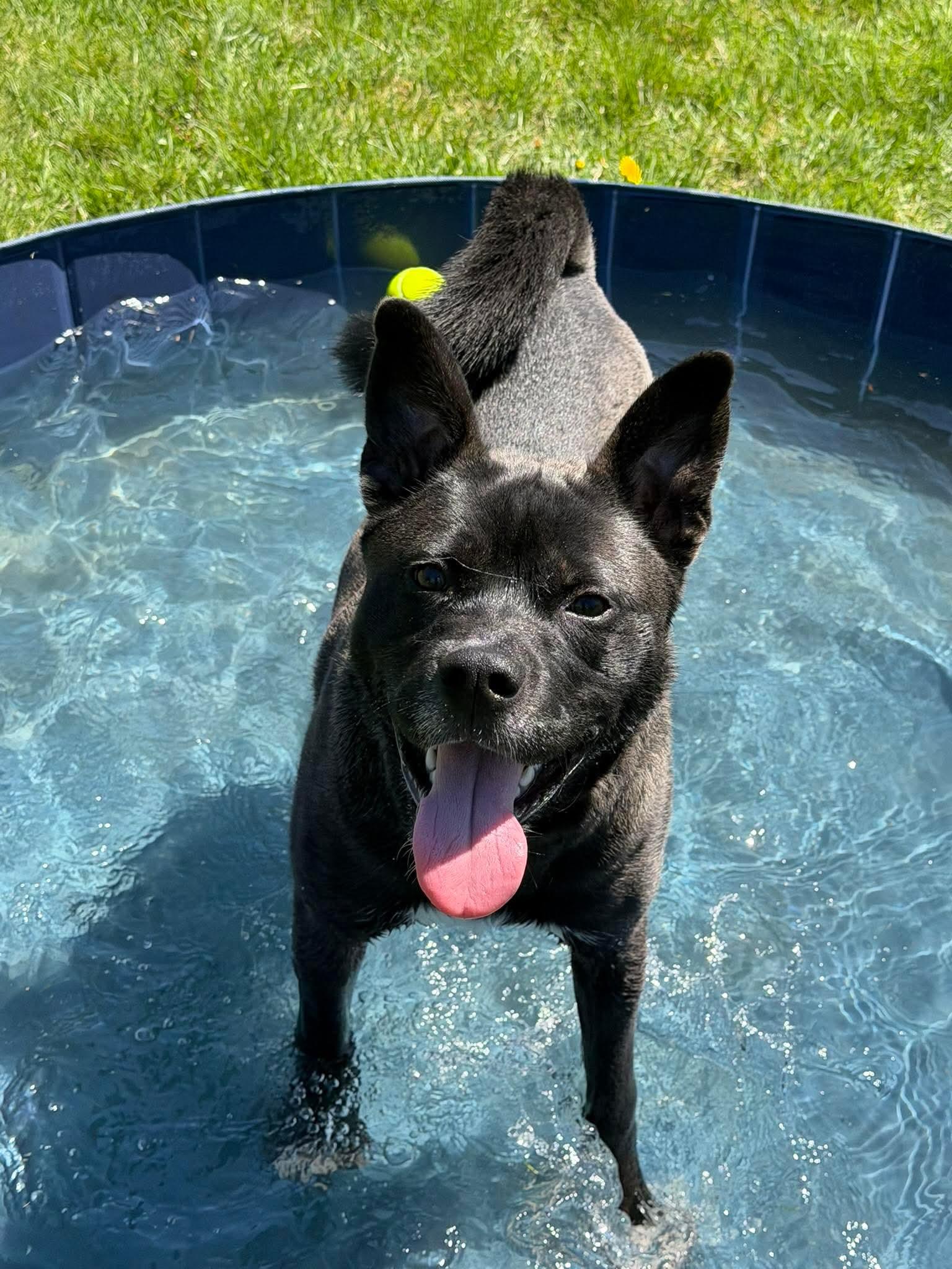 Max, a Adoptable mixed breed in Paris, ME image 4/6