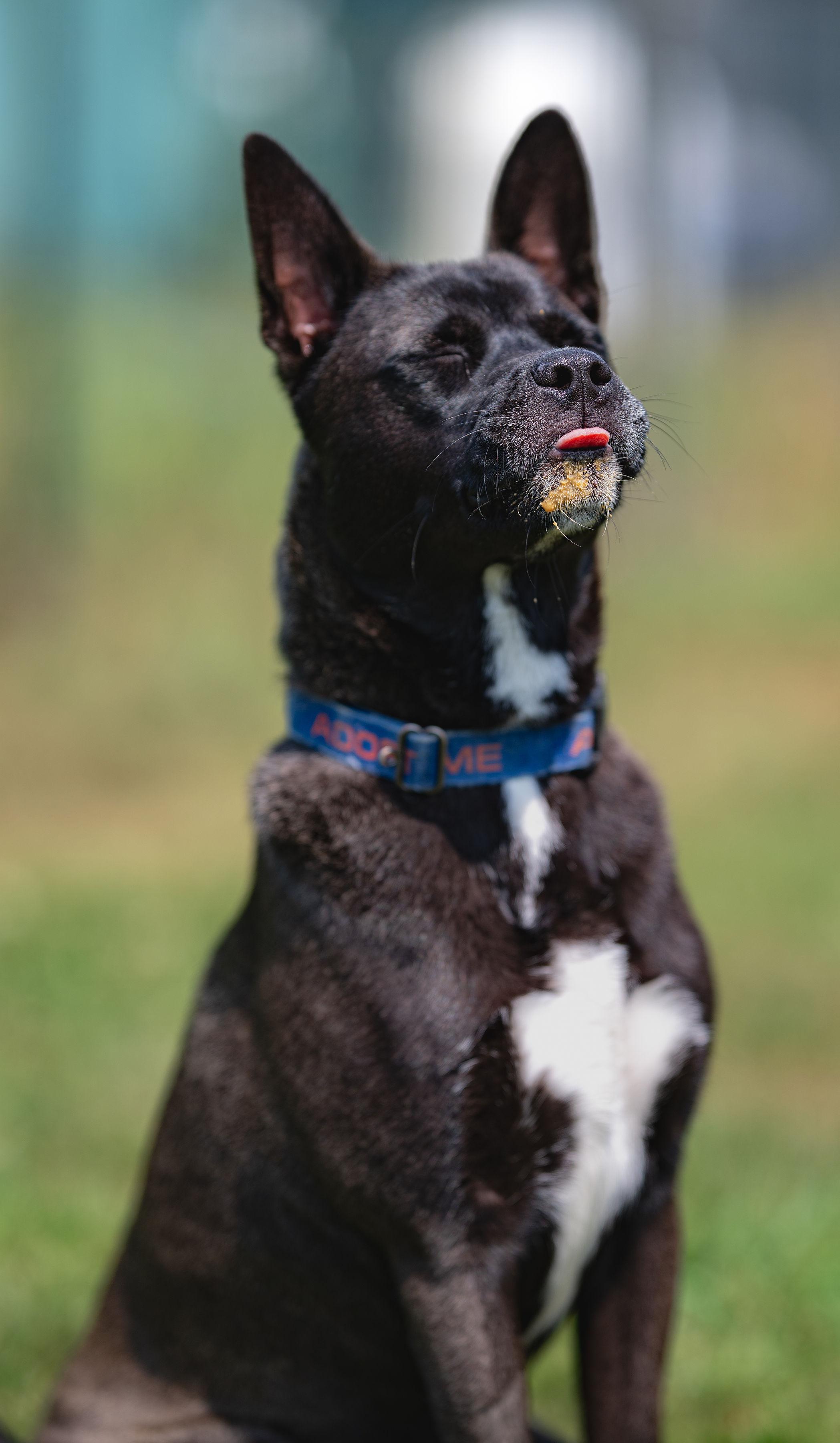 Max, a Adoptable mixed breed in Paris, ME image 4/6