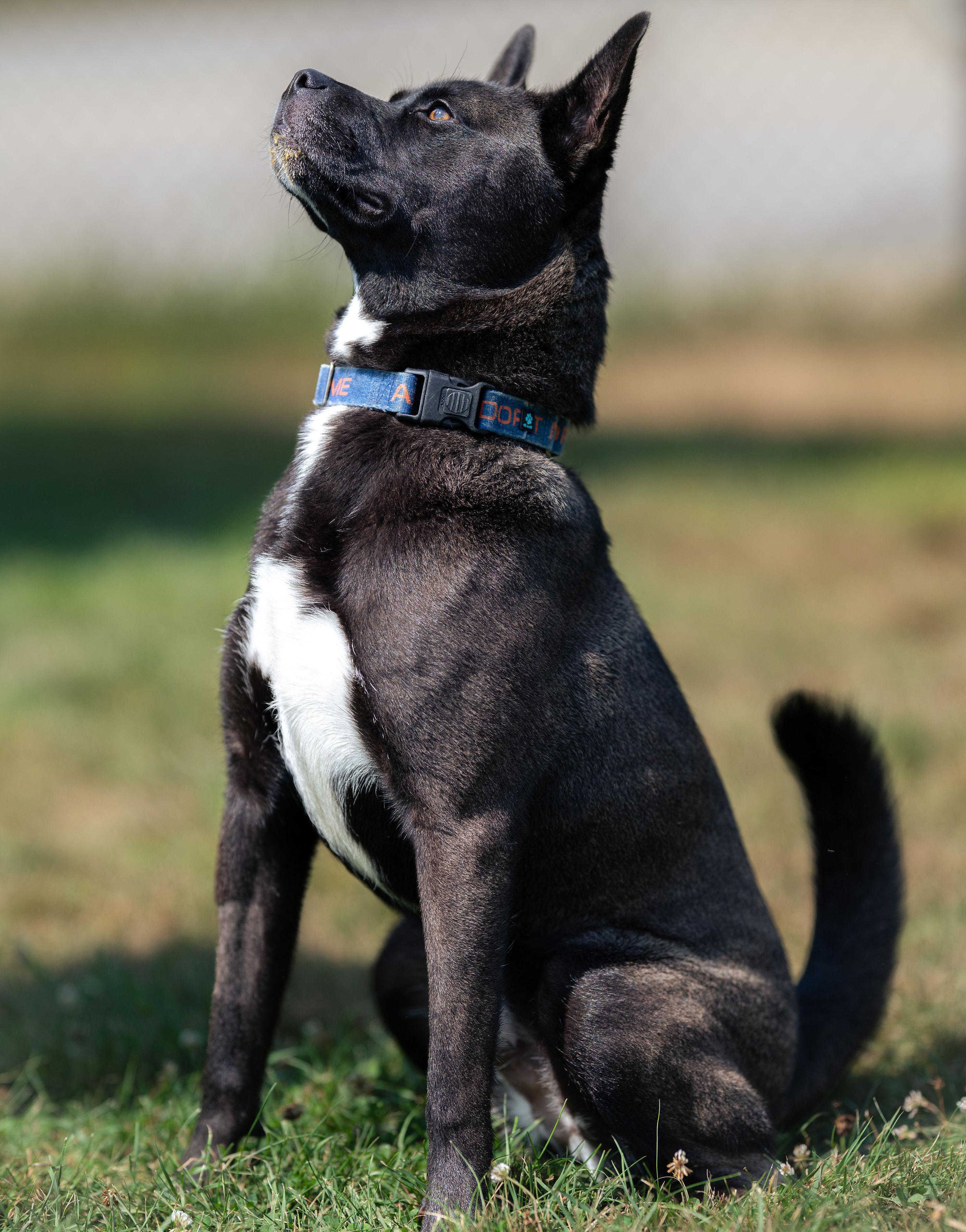 Max, Adoptable, Young Male Mixed Breed.