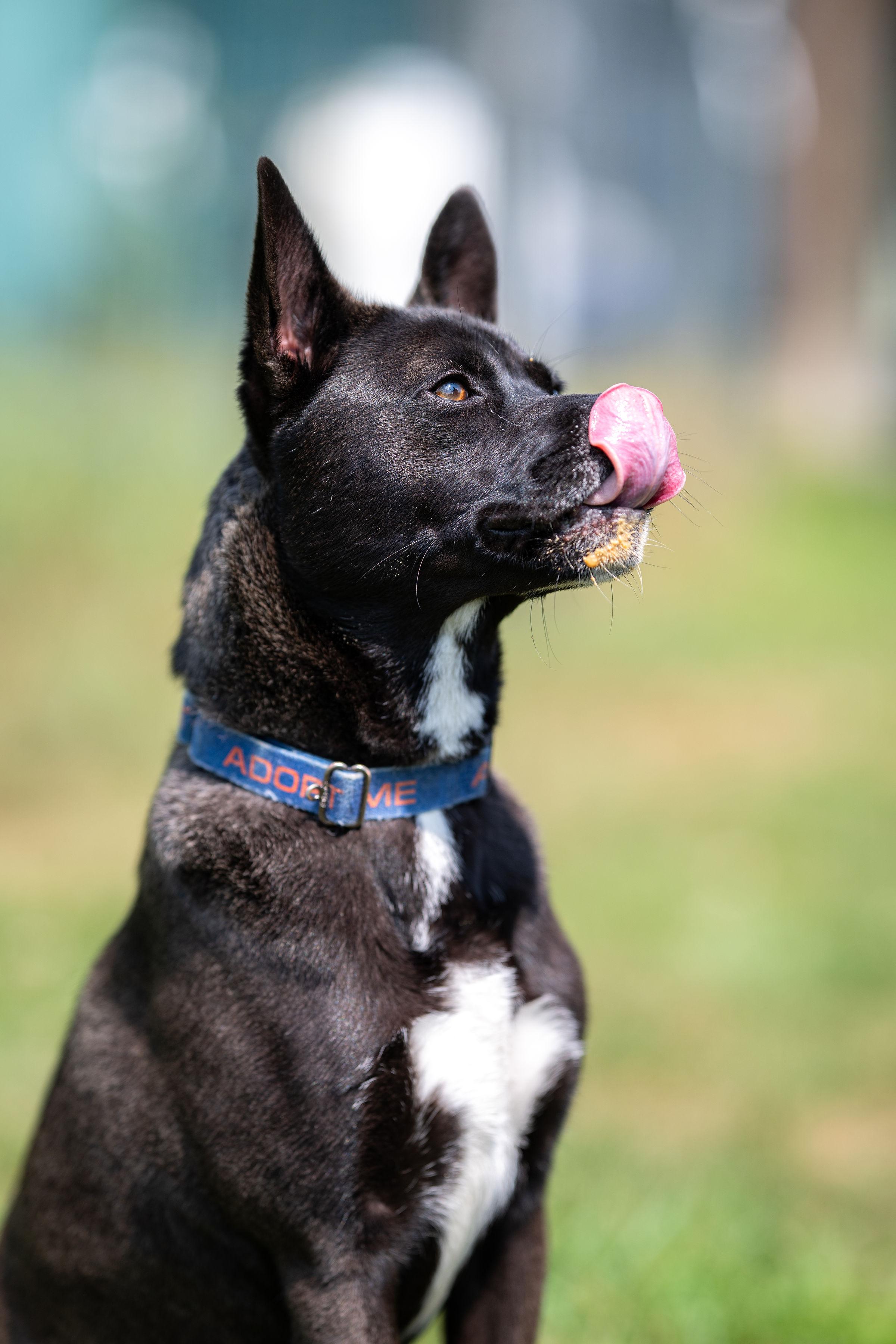 Max, a Adoptable mixed breed in Paris, ME image 2/6