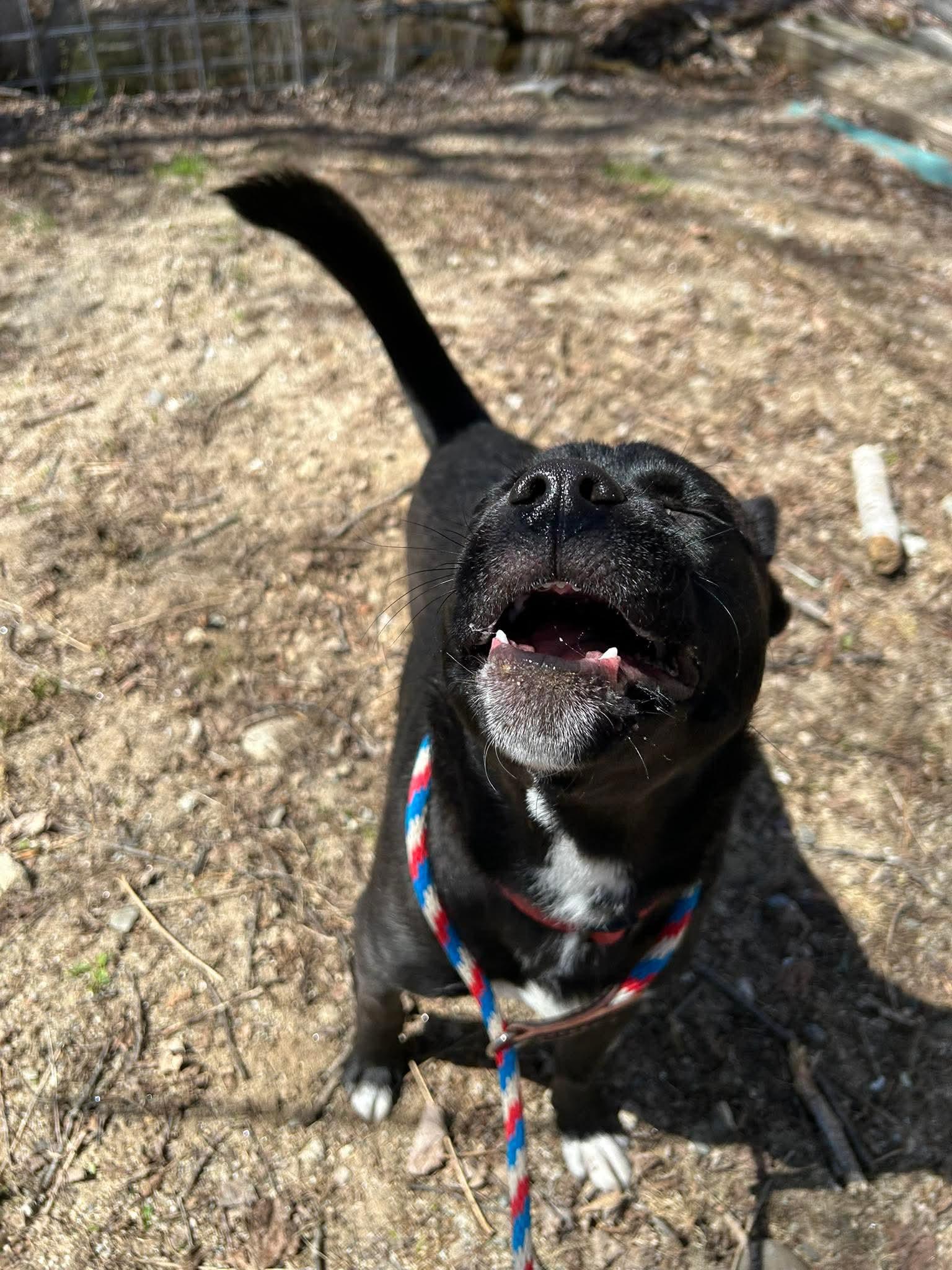 Max, a Adoptable mixed breed in Paris, ME image 5/6