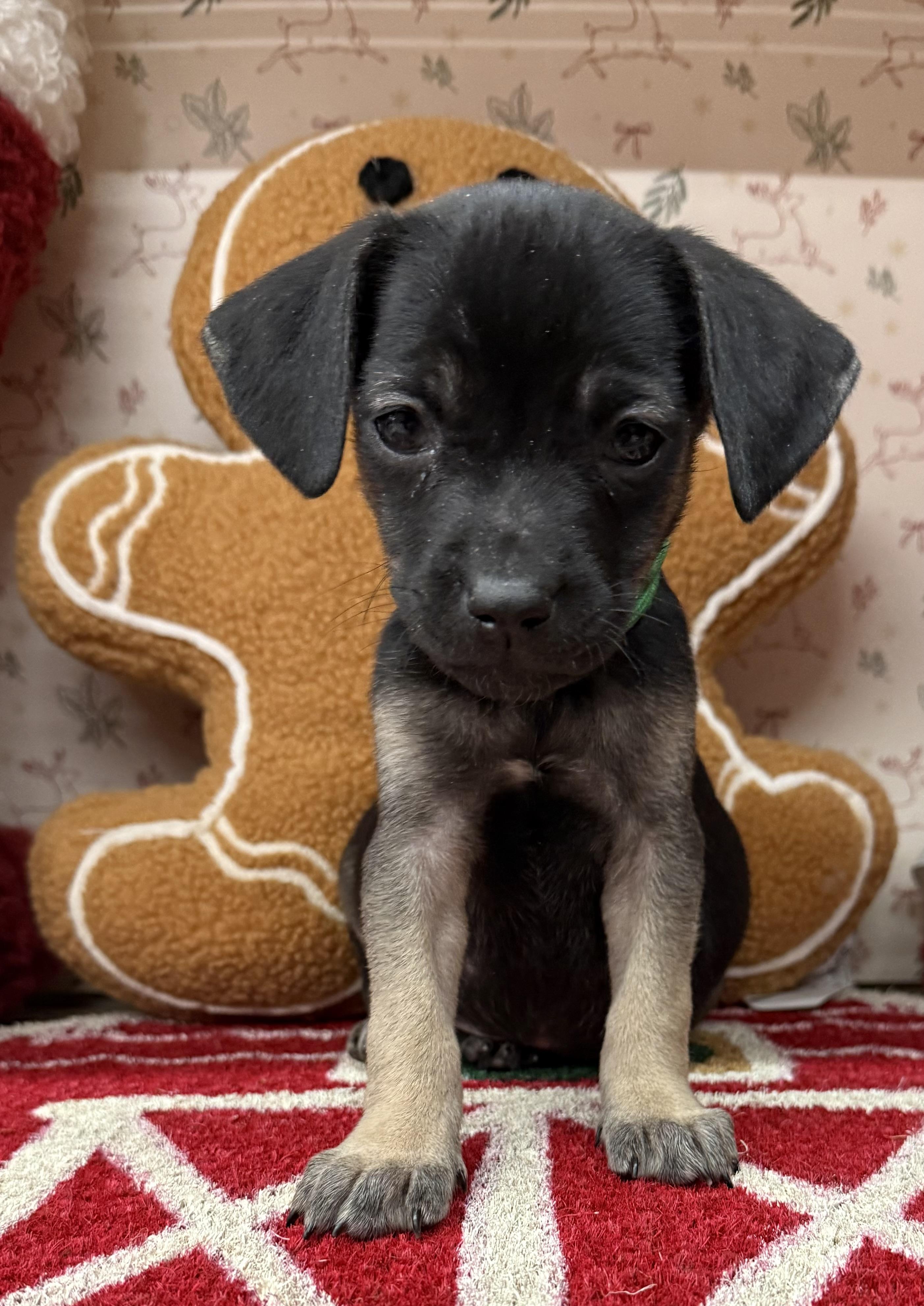 Mistletoe thumbnail 3