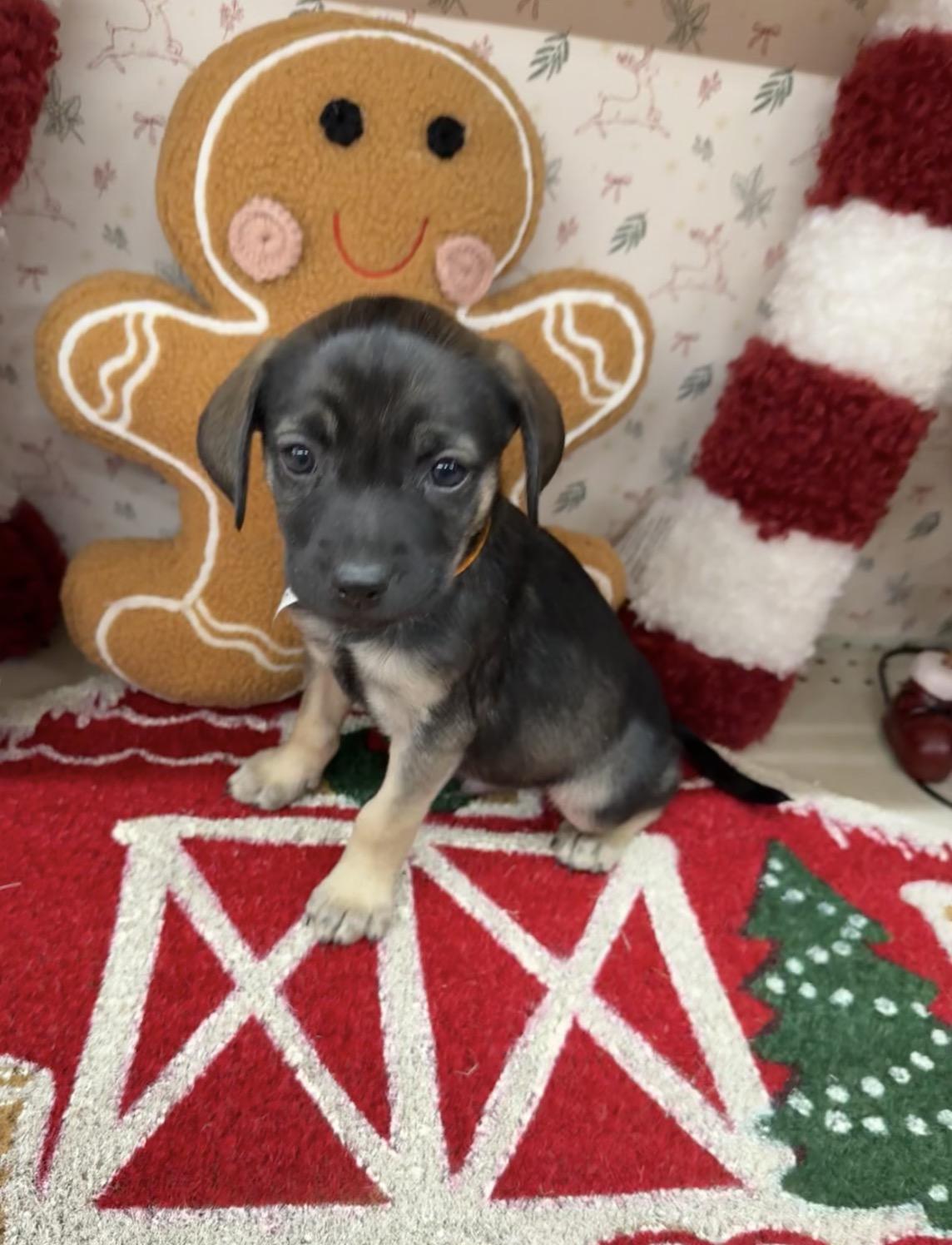 Mistletoe thumbnail 5