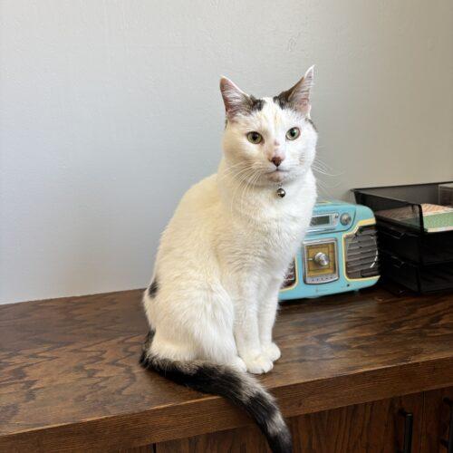 Simba, Adoptable, Adult Male Domestic Short Hair.