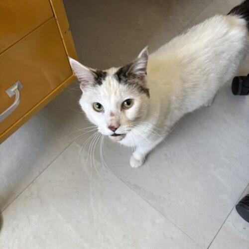 Enlarge Simba, a Adoptable Domestic Short Hair in Kenosha, WI image 2/6