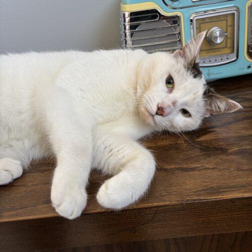 Enlarge Simba, a Adoptable Domestic Short Hair in Kenosha, WI image 3/6