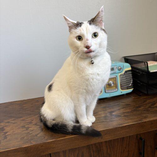 Enlarge Simba, a Adoptable Domestic Short Hair in Kenosha, WI image 4/6