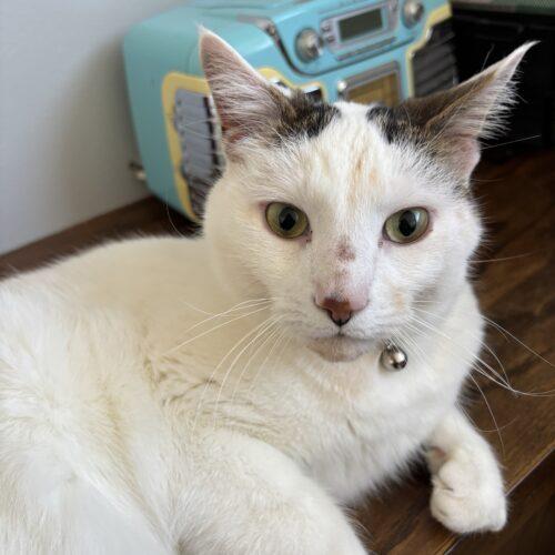 Enlarge Simba, a Adoptable Domestic Short Hair in Kenosha, WI image 5/6