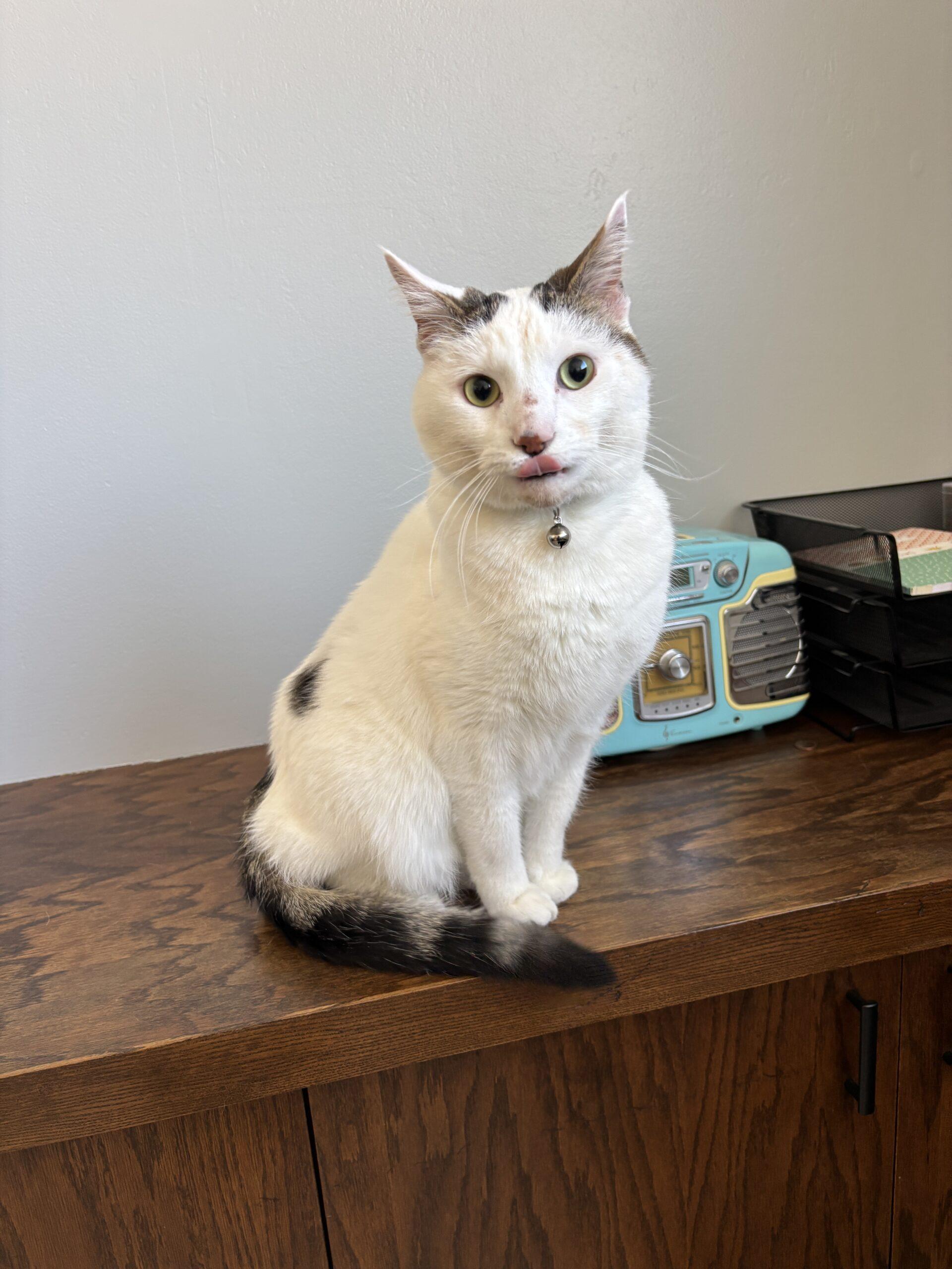 Enlarge Simba, a Adoptable Domestic Short Hair in Kenosha, WI image 6/6