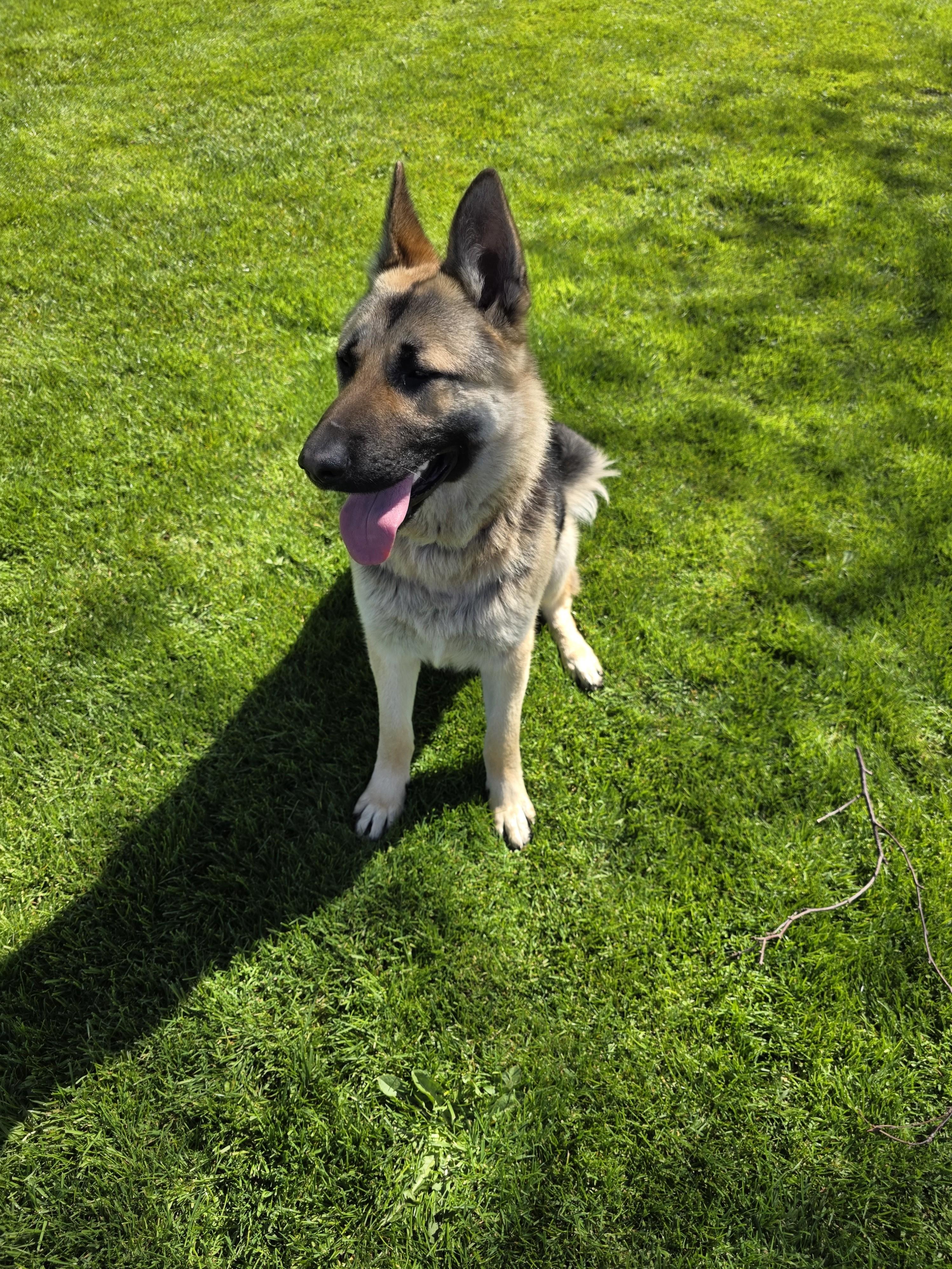 River, a ADOPTABLE German Shepherd Dog in Bow, WA image 2/2