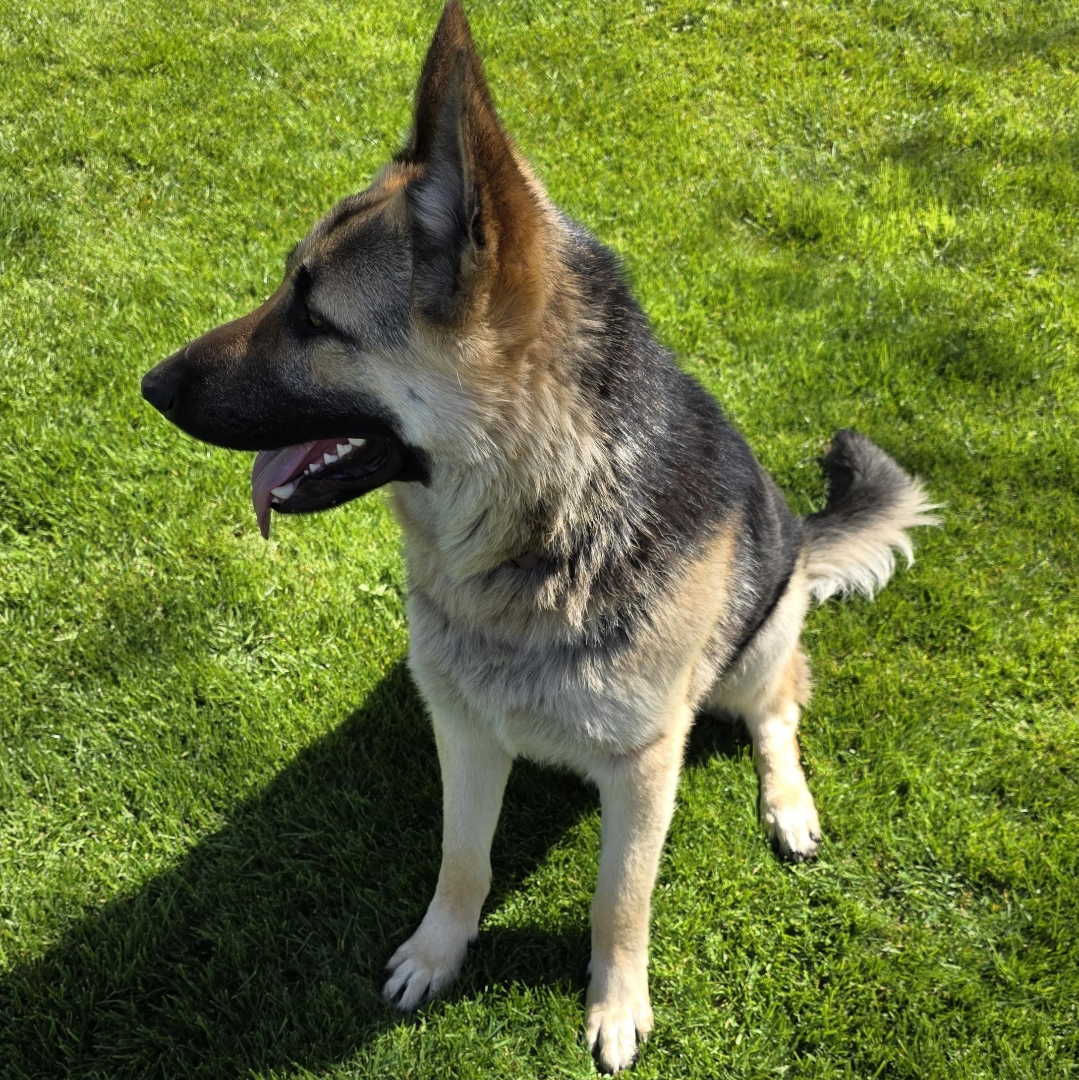 River, a ADOPTABLE German Shepherd Dog in Bow, WA image 1/2