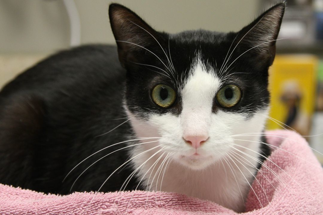 Rowdy, a Adopted Domestic Short Hair in Jackson, MI image 1/2