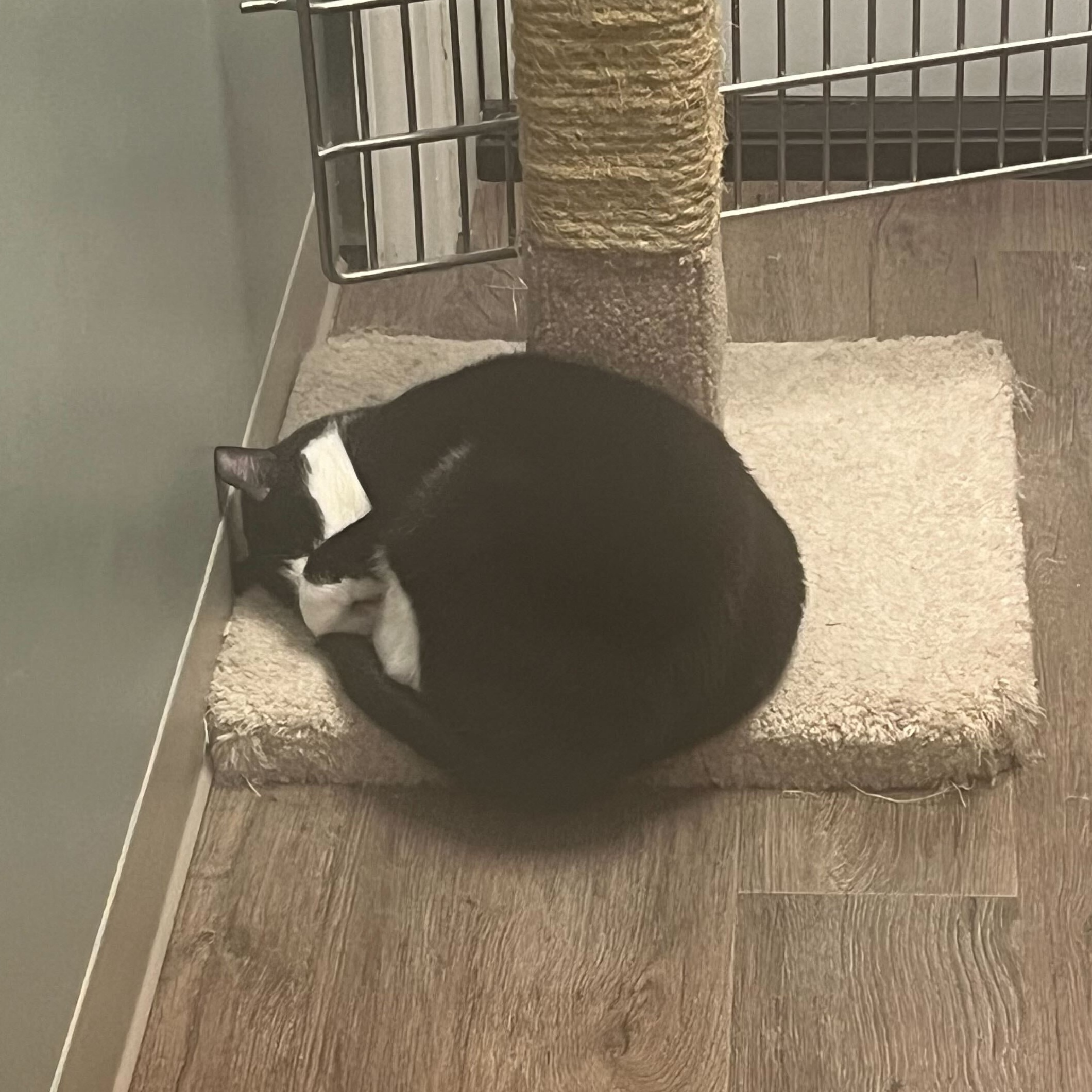 Rowdy, a Adopted Domestic Short Hair in Jackson, MI image 2/2