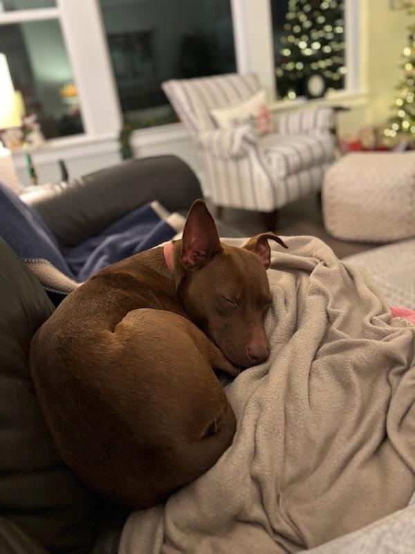 Ruby, Adoptable, Adult Female Mixed Breed.
