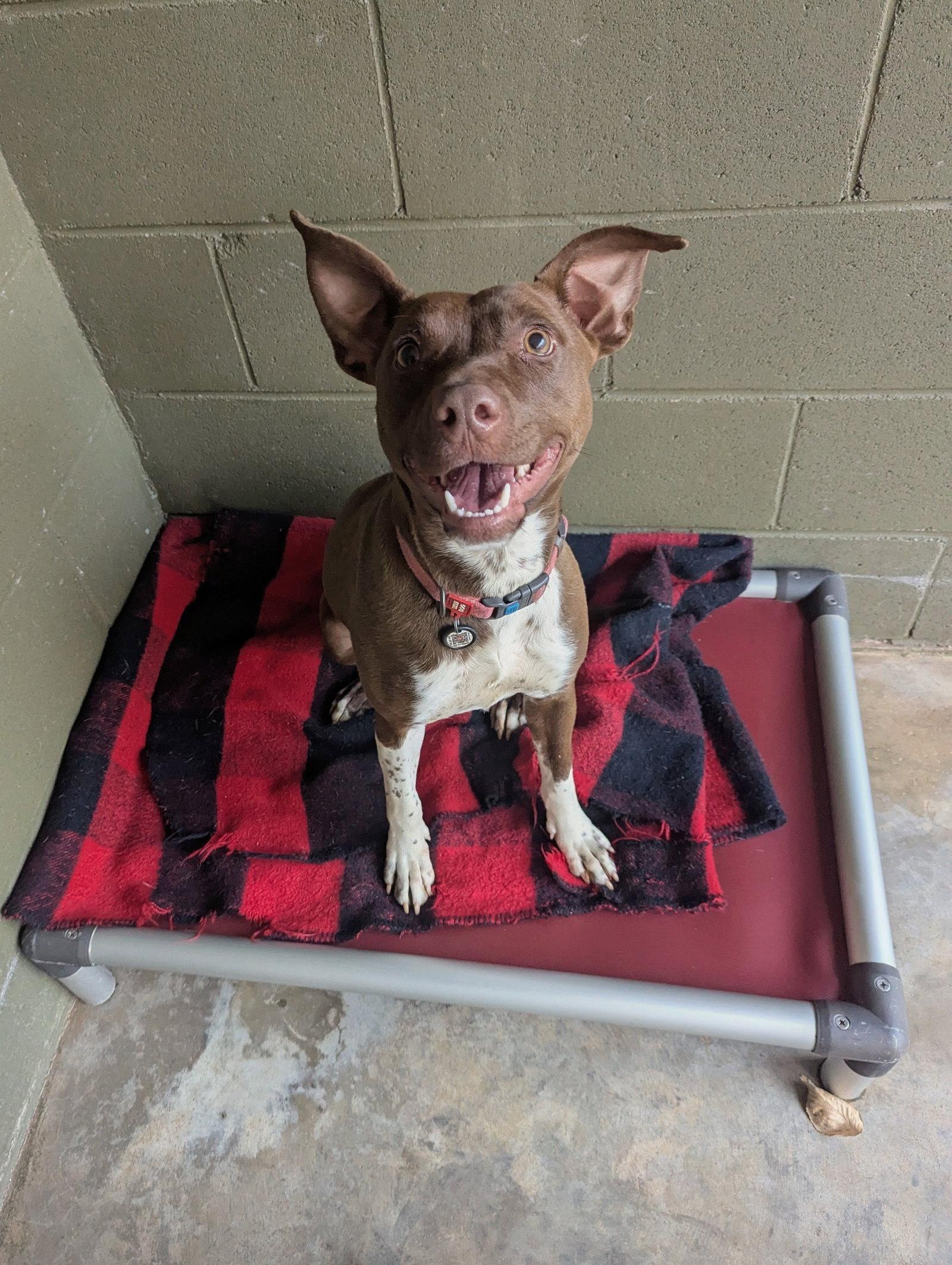 Enlarge Ruby, a Adoptable Mixed Breed in Mc Cormick, SC image 2/3