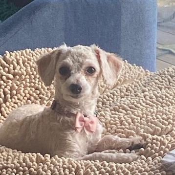 Savannah, Adoptable, Young Female Poodle.