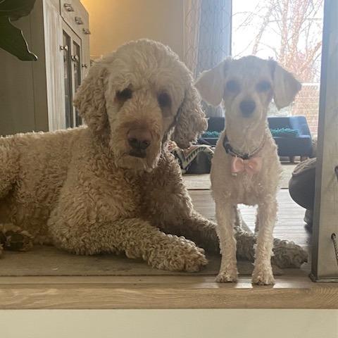 Enlarge Savannah, a Adoptable Poodle in Chaska, MN image 3/5