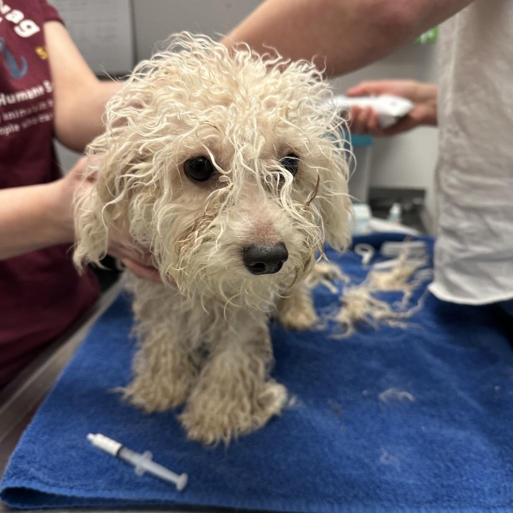 Enlarge Savannah, a Adoptable Poodle in Chaska, MN image 5/5