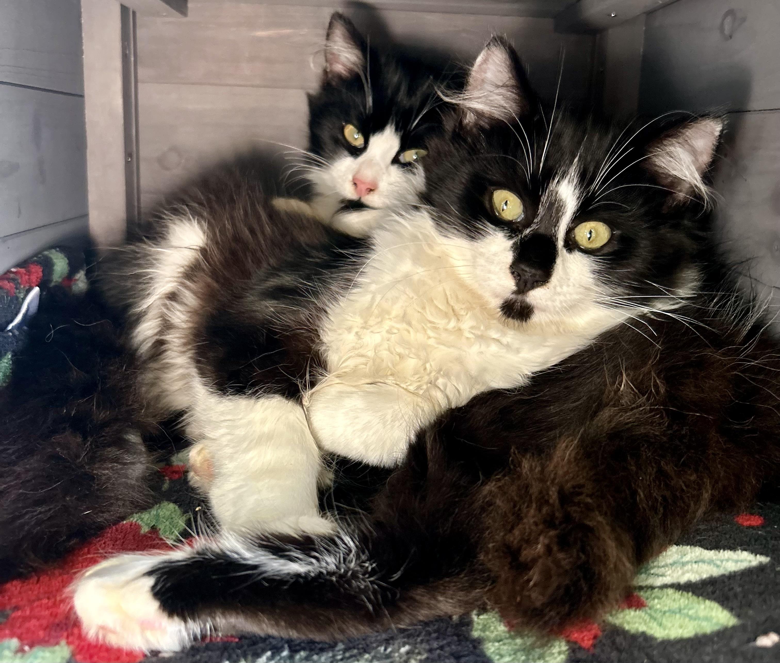 Enlarge Shorty & Maria, a bonded pair, a Adoptable Domestic Long Hair in Tillamook, OR image 1/6