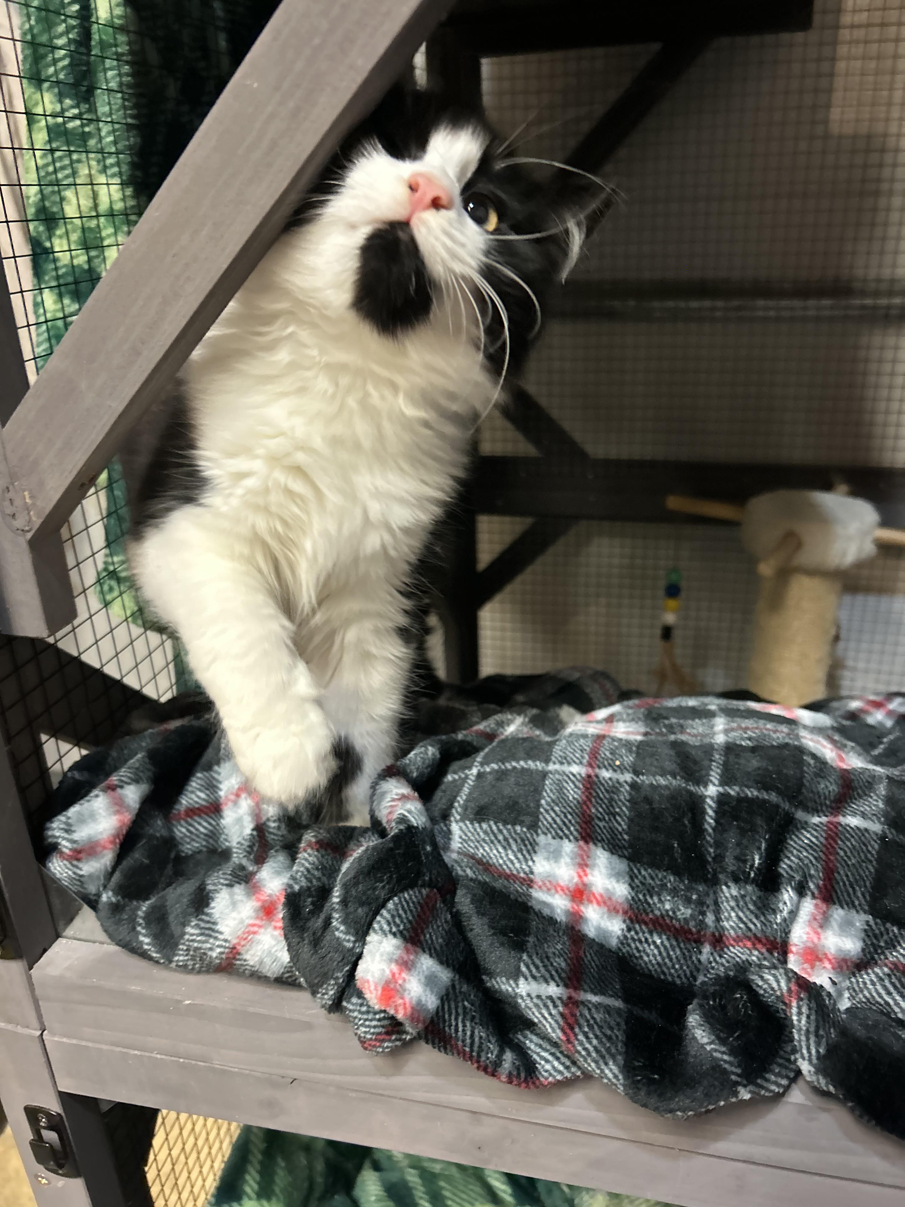 Enlarge Shorty & Maria, a bonded pair, a Adoptable Domestic Long Hair in Tillamook, OR image 6/6