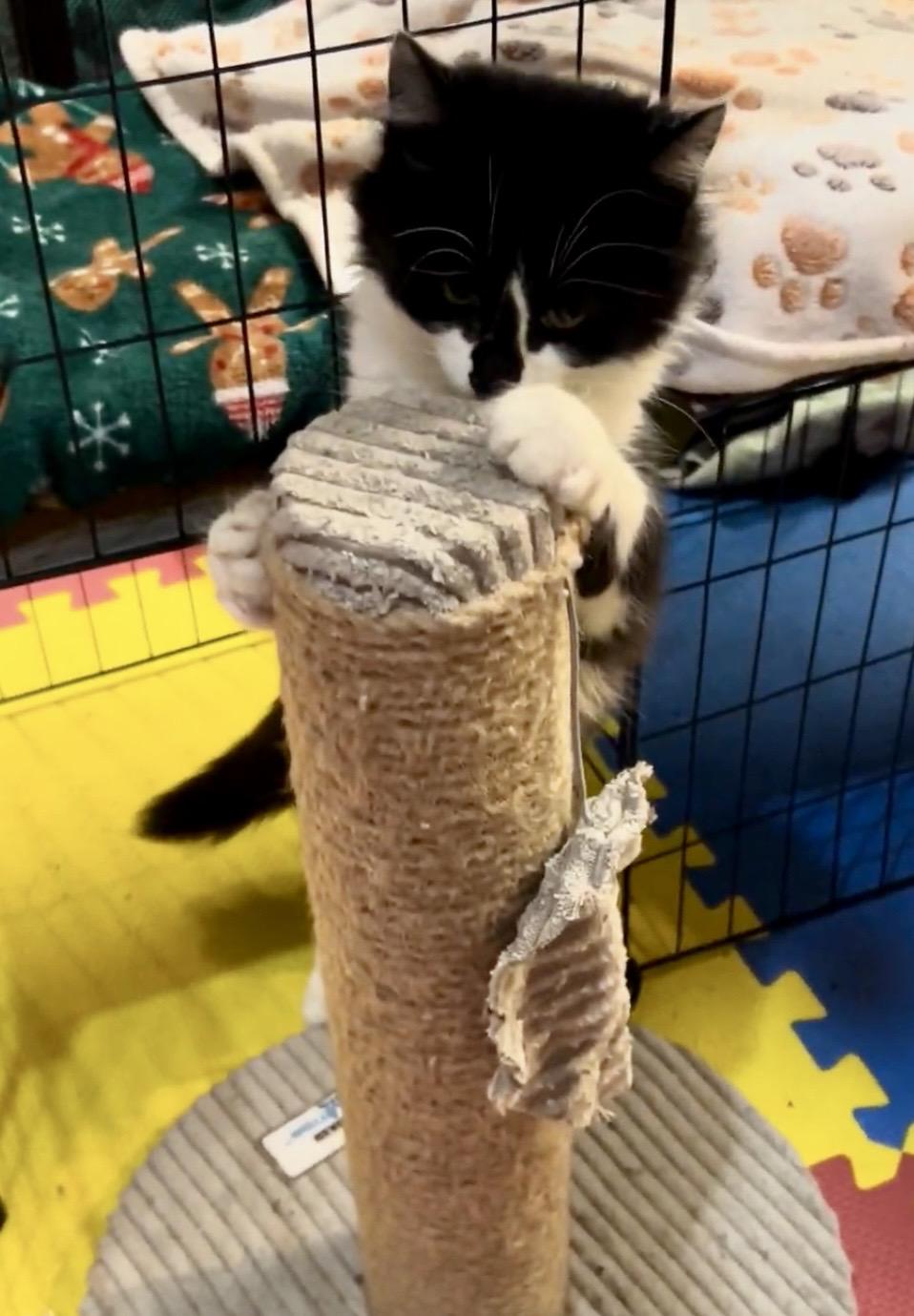 Enlarge Shorty & Maria, a bonded pair, a Adoptable Domestic Long Hair in Tillamook, OR image 3/6