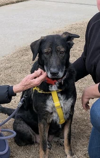 Luna, adopted, Adult Female German Shepherd Dog.