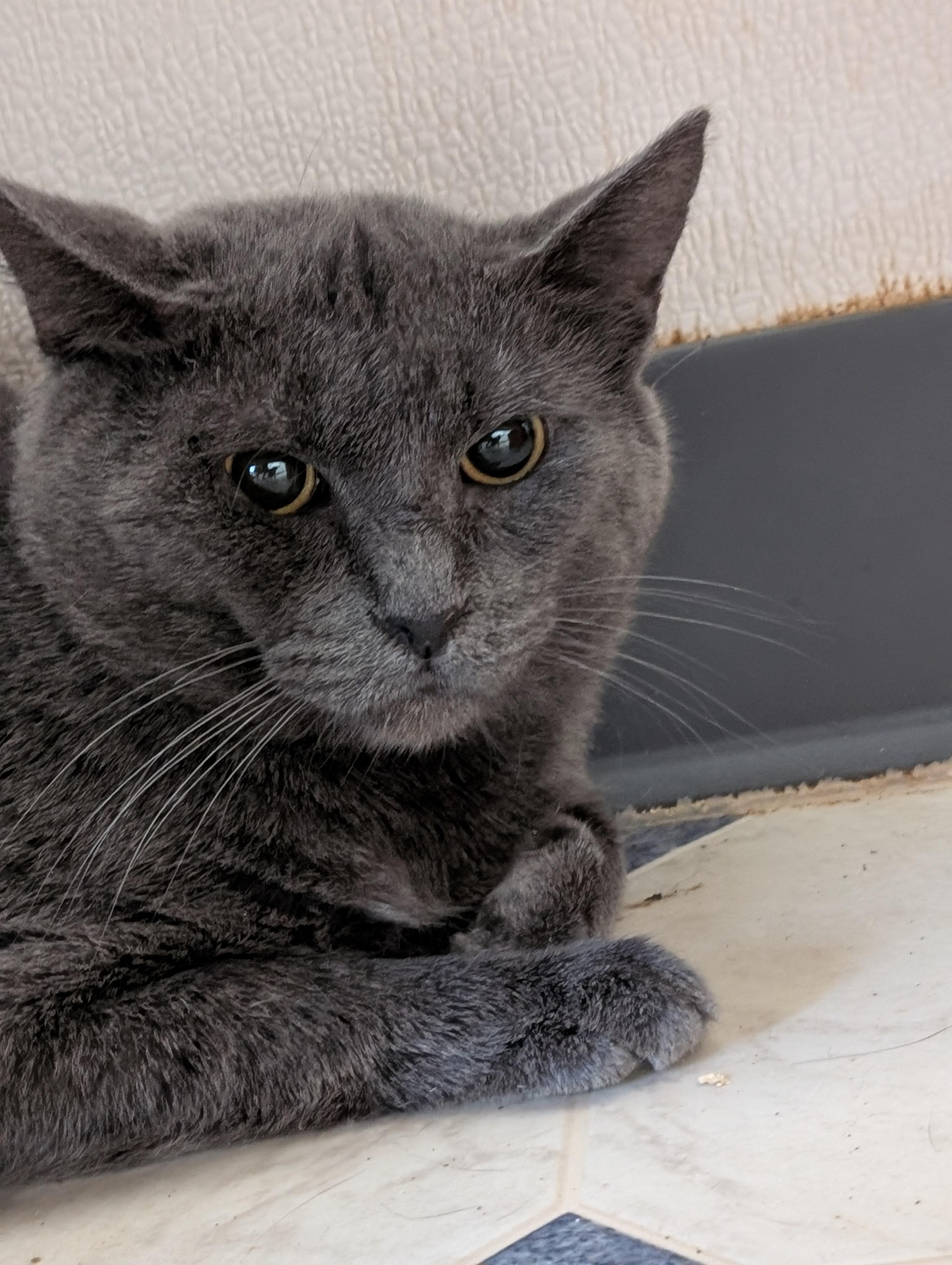 Enlarge Gray, a Adoptable Domestic Short Hair in Tilton, IL image 6/6
