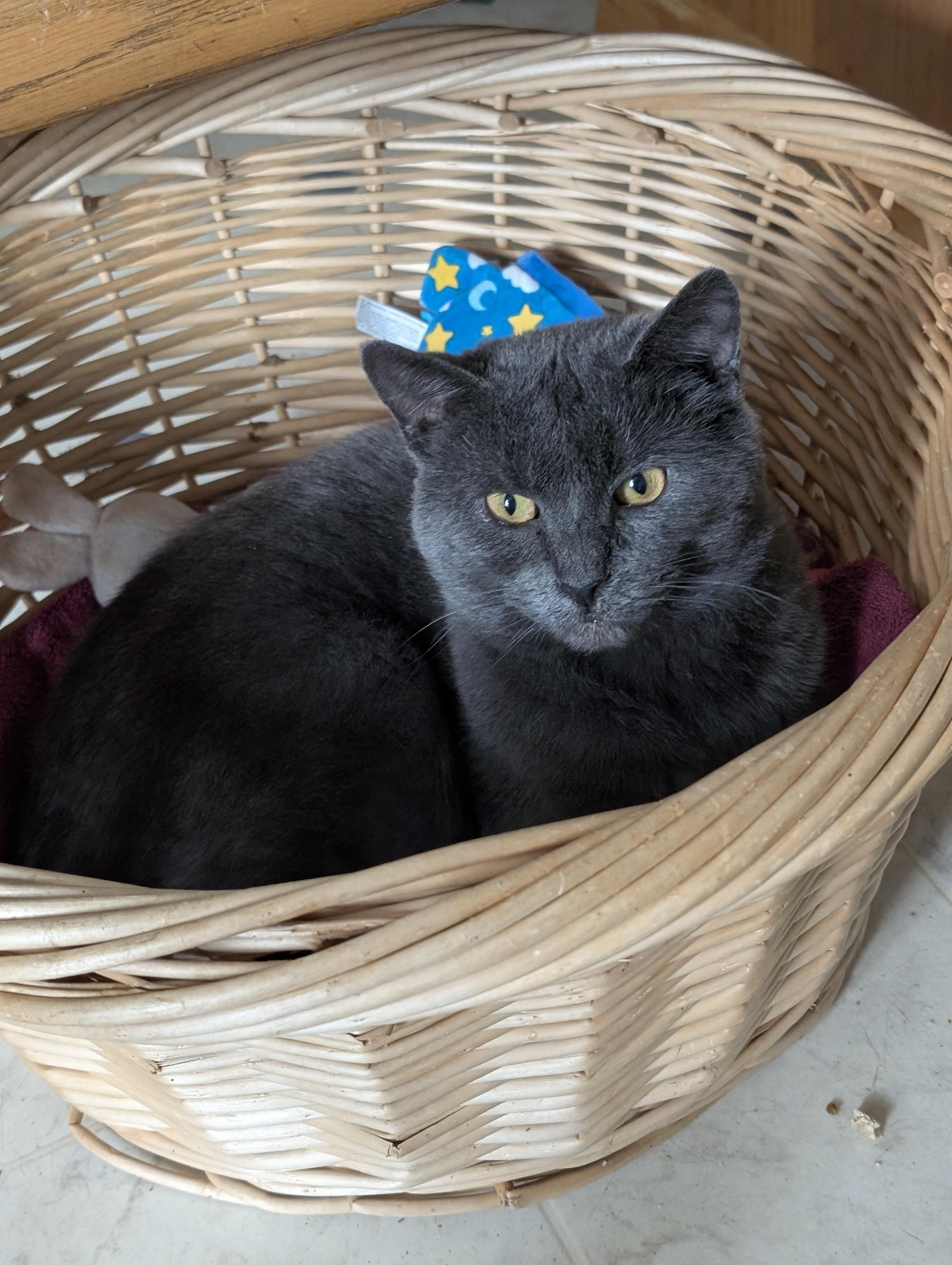 Enlarge Gray, a Adoptable Domestic Short Hair in Tilton, IL image 2/6