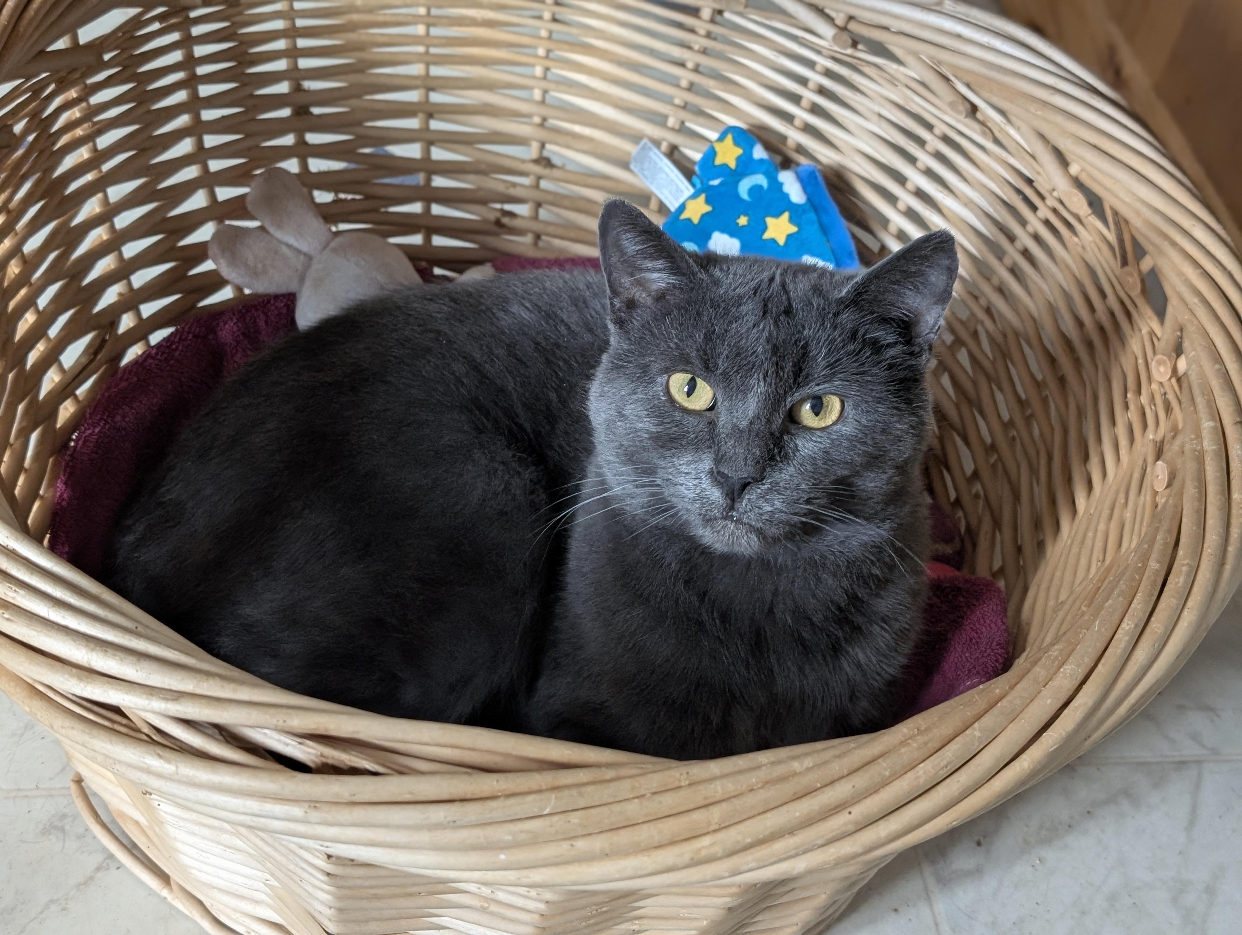 Gray, Adoptable, Adult Male Domestic Short Hair.