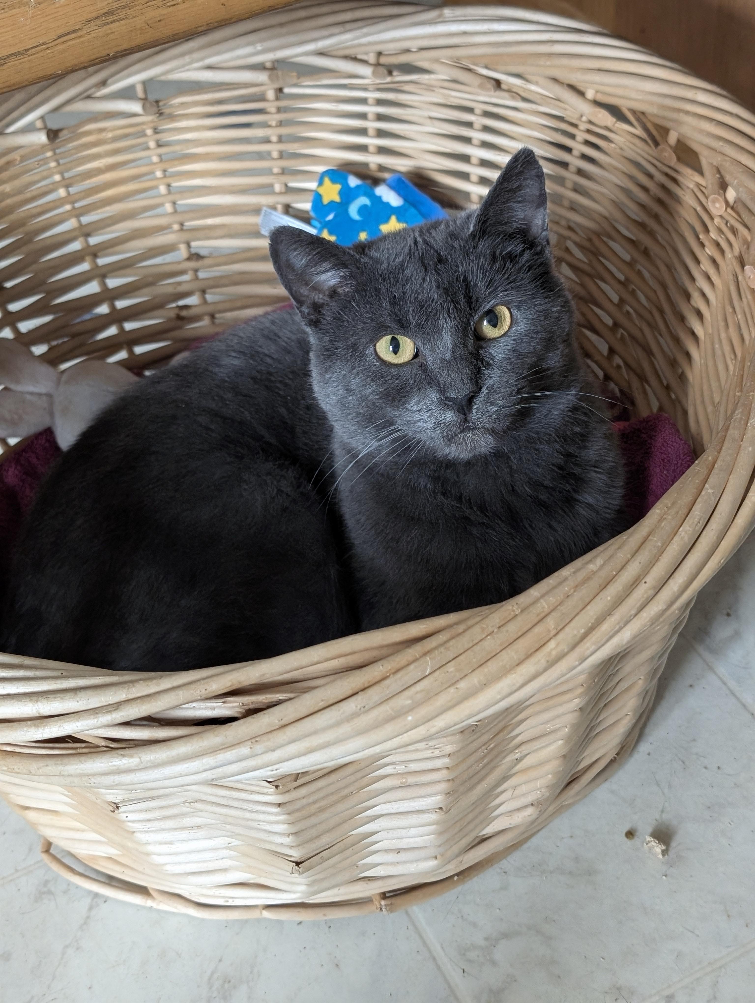 Enlarge Gray, a Adoptable Domestic Short Hair in Tilton, IL image 5/6